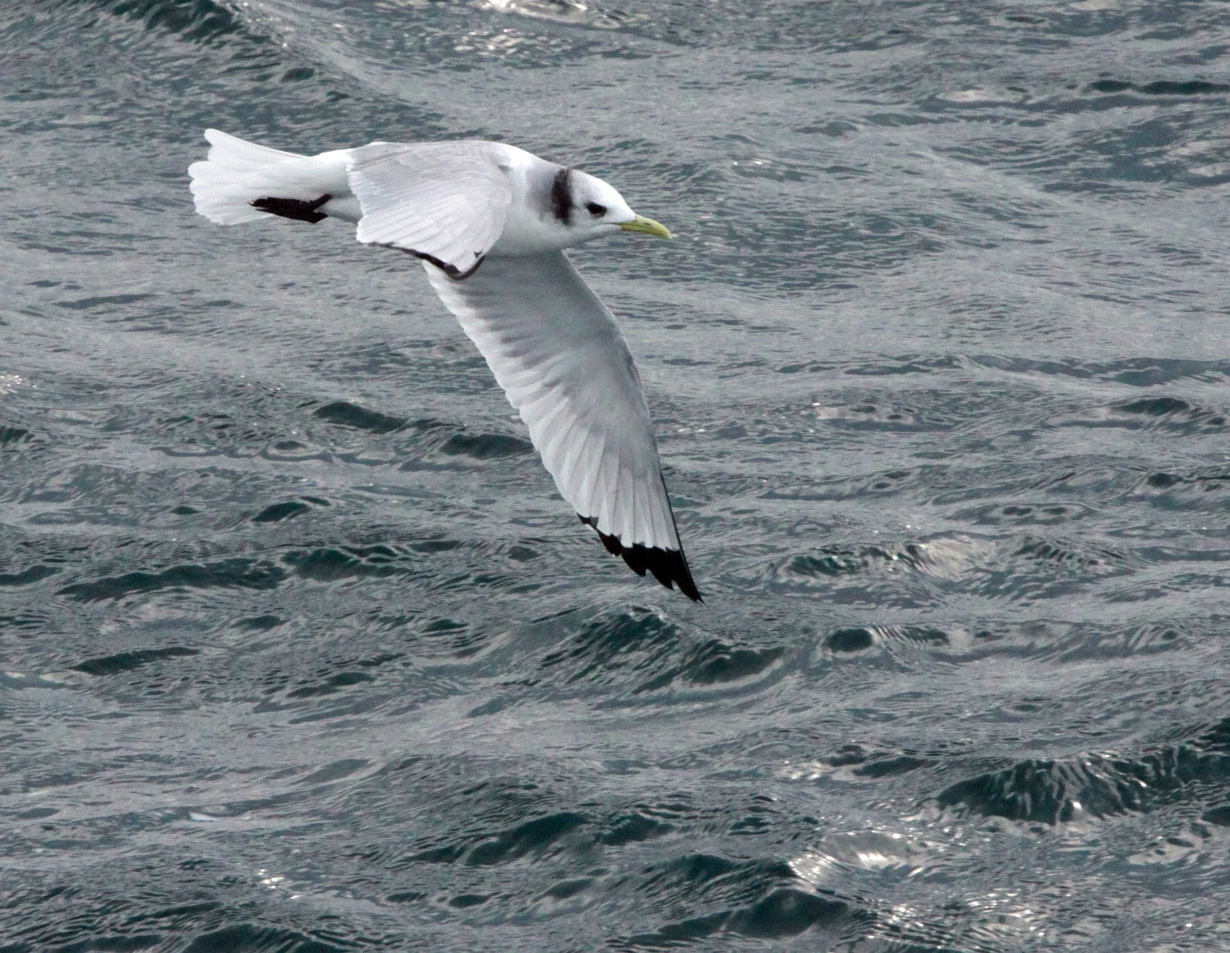 BIRD - KITTIWAKE - BLACK-LEGGED KITTIWAKE - IRAGO STRAIT JAPAN (13).JPG