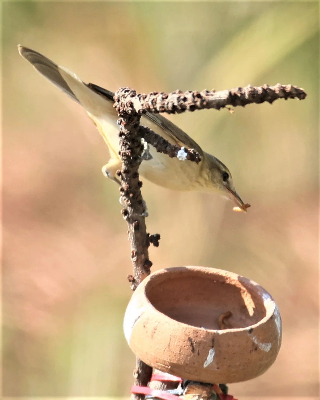 WARBLER - ORIENTAL REED WARBLER - Acrocephalus orientalis - PATHUM THANI RICE RESEARCH CENTER 11 DEC 2021 (15).jpg