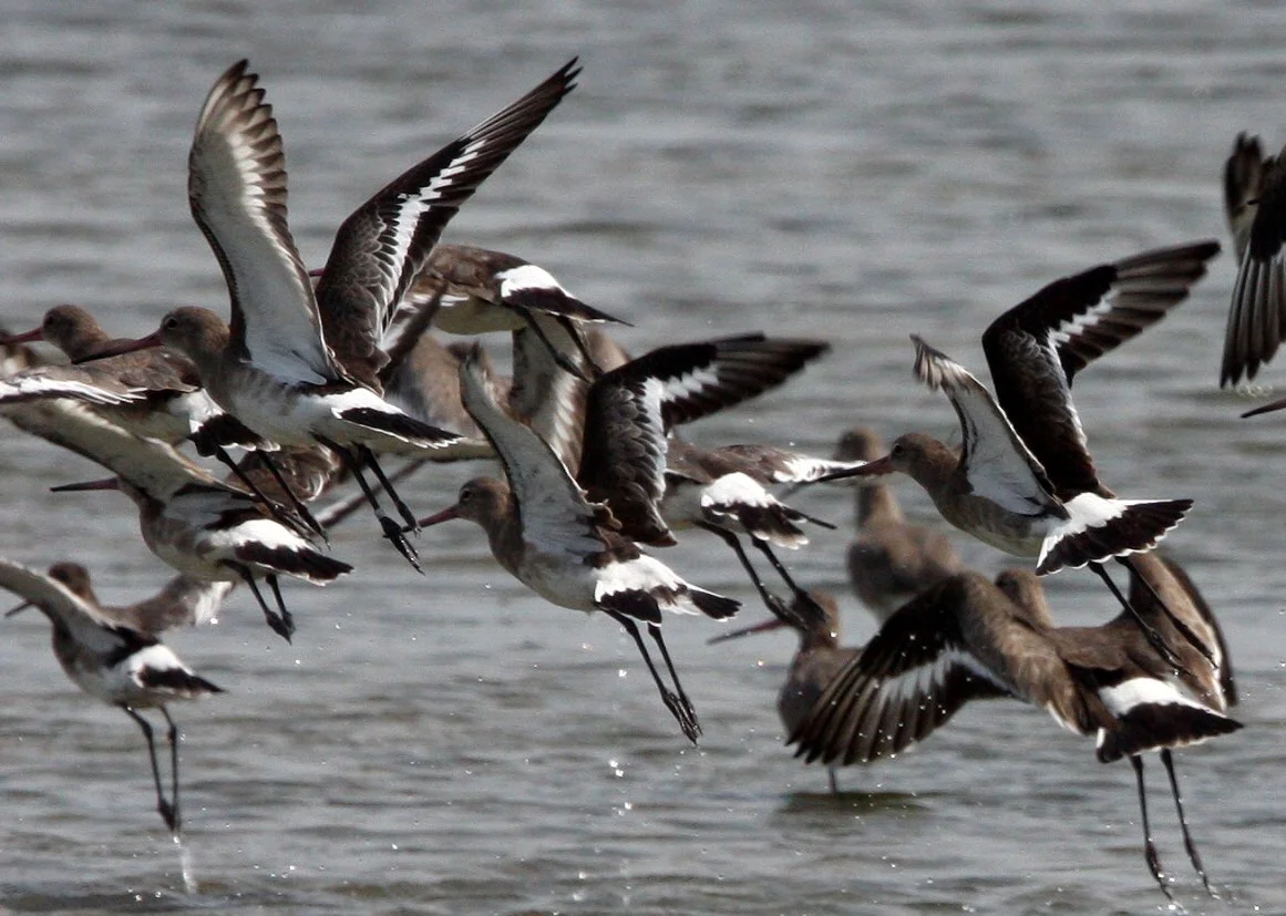 BIRD - GODWITS -  BLACK-TAILED GODWITS - PETCHABURI PROVINCE, PAK THALE, THAILAND (9).jpg