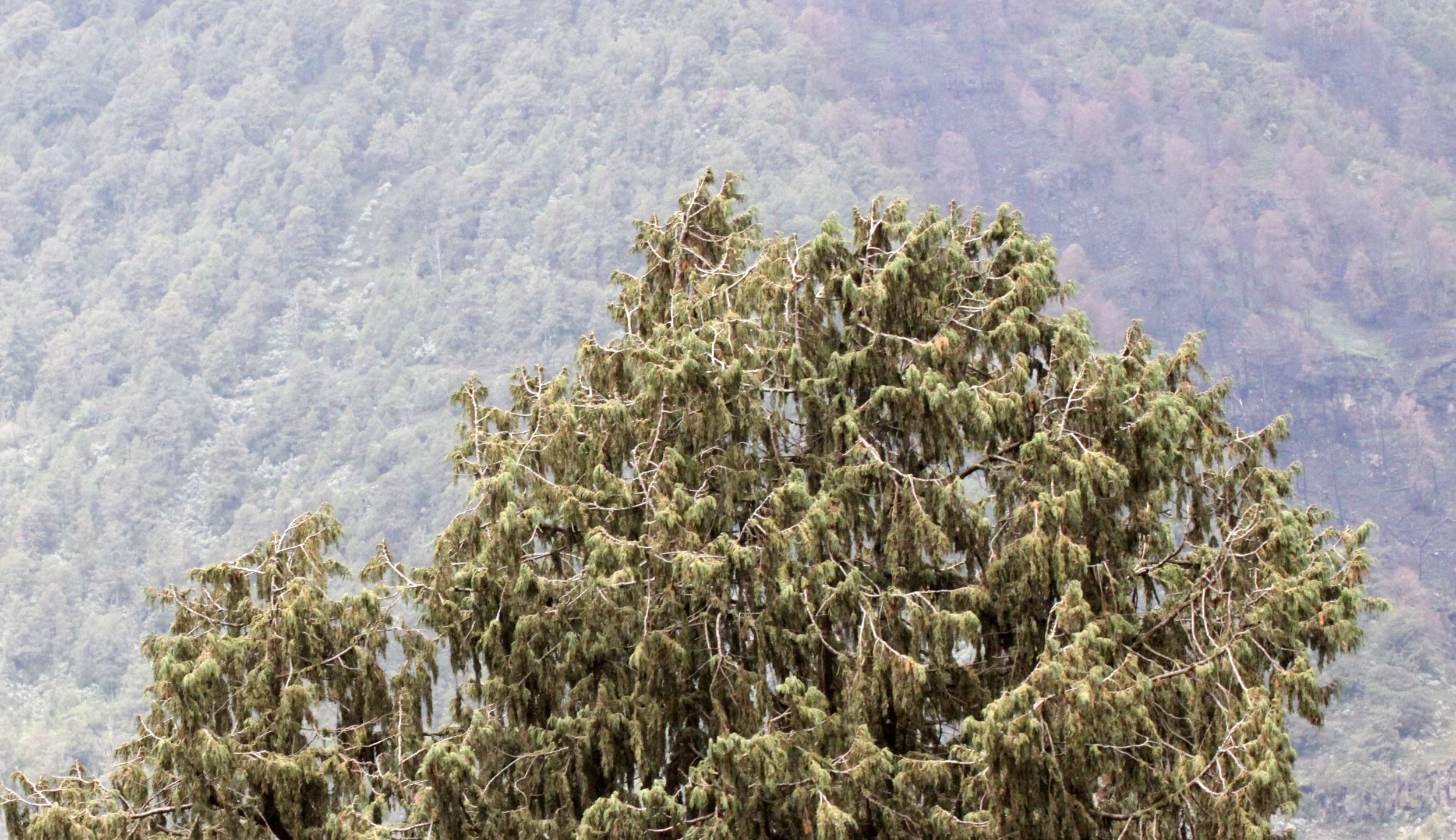 BALE MOUNTAINS NATIONAL PARK ETHIOPIA (17).JPG
