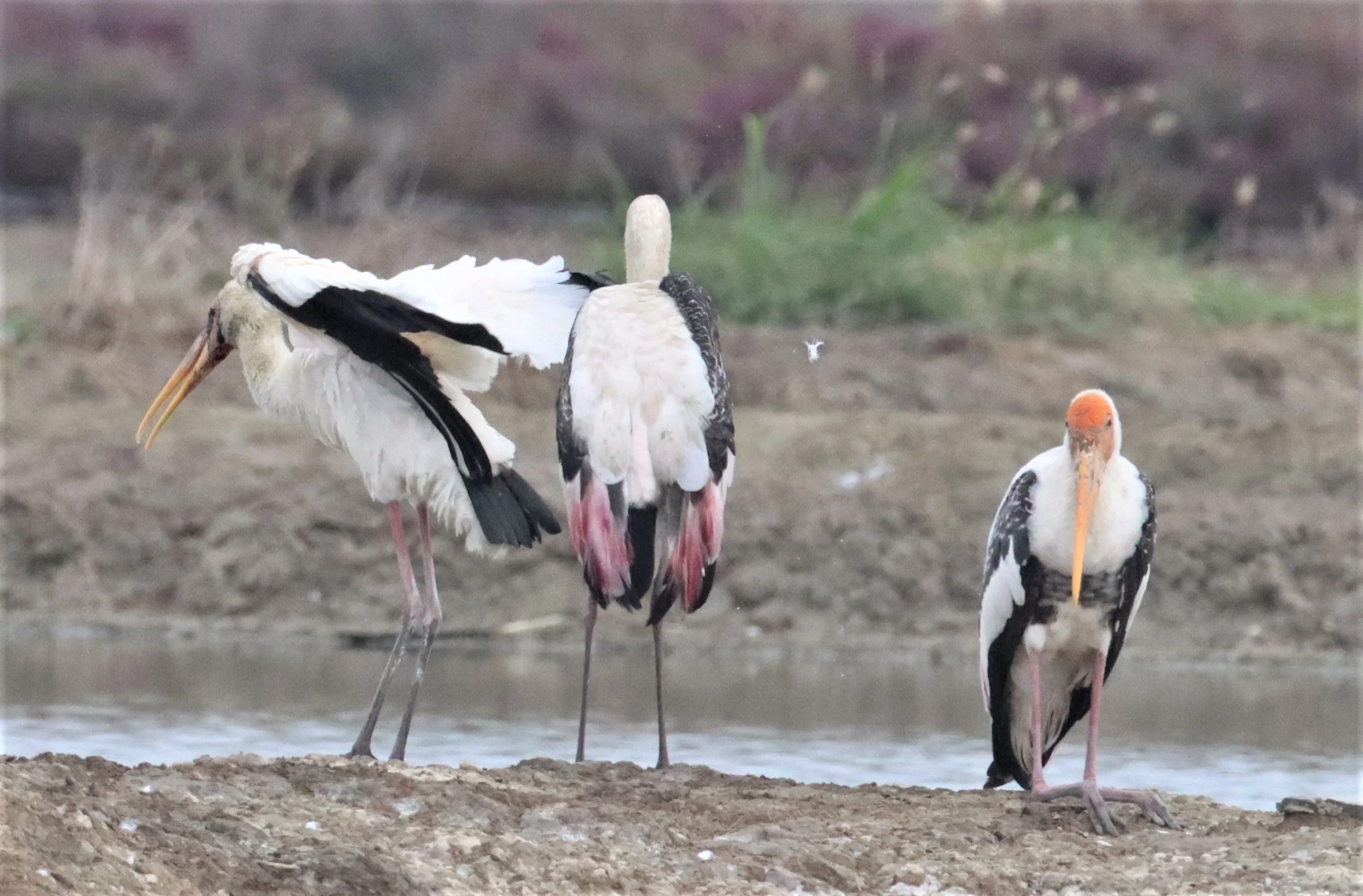 STORK - MILKY STORK - Mycteria cinerea - WITH PAINTED STORK - KHLONG TAMRU CHONBURI (1).jpg