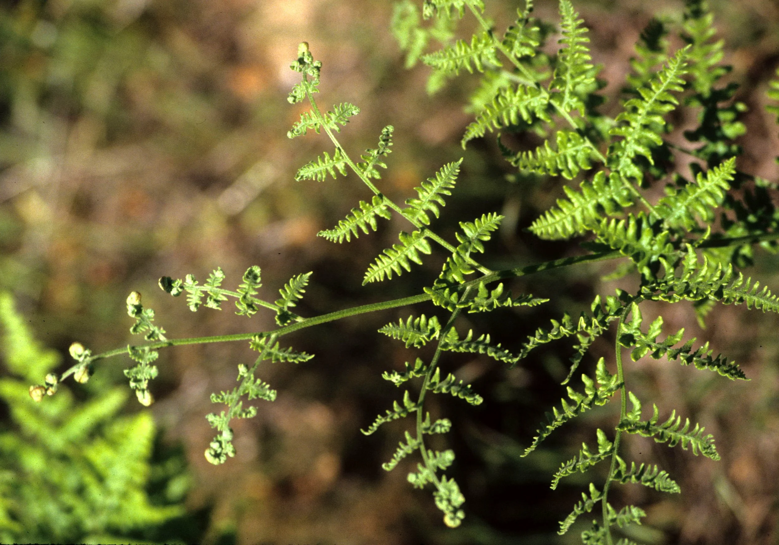 CALIFORNIA - SIERRA - PITYROGRAMMA TRIANGULARIS - GOLDEN BACK FERN.jpg