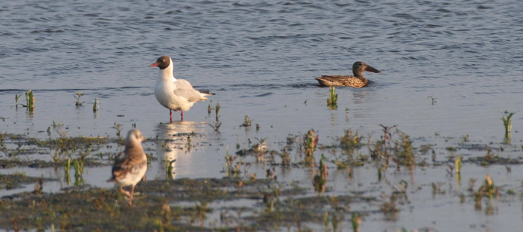 BIRD - GULL - BLACK-HEADED GULLS IN SELENGA DELTA LAKE BAIKAL - RUSSIA  (15).jpg