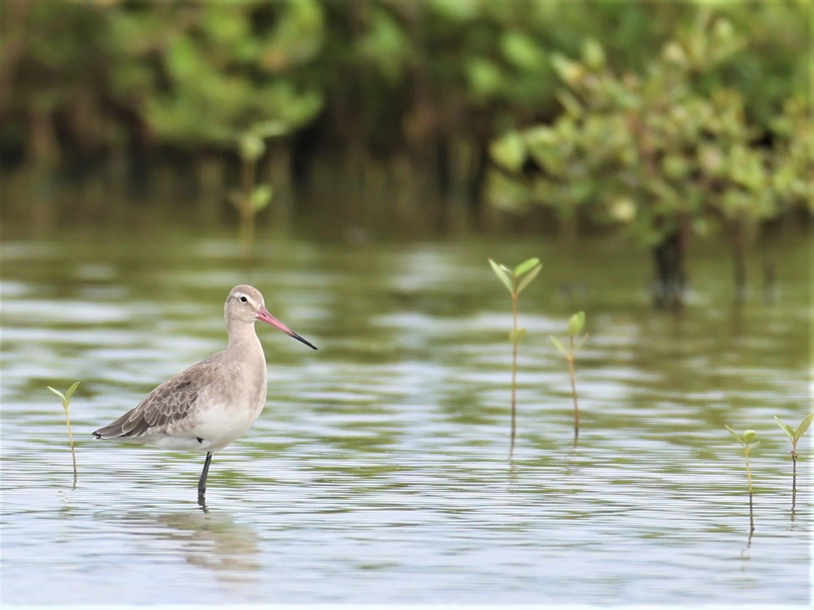 GODWIT - BLACK-TAILED GODWIT - Limosa limosa - BANG PAKONG SALT PANS CHACHOENGSAO WEST OF RIVER (4).jpg