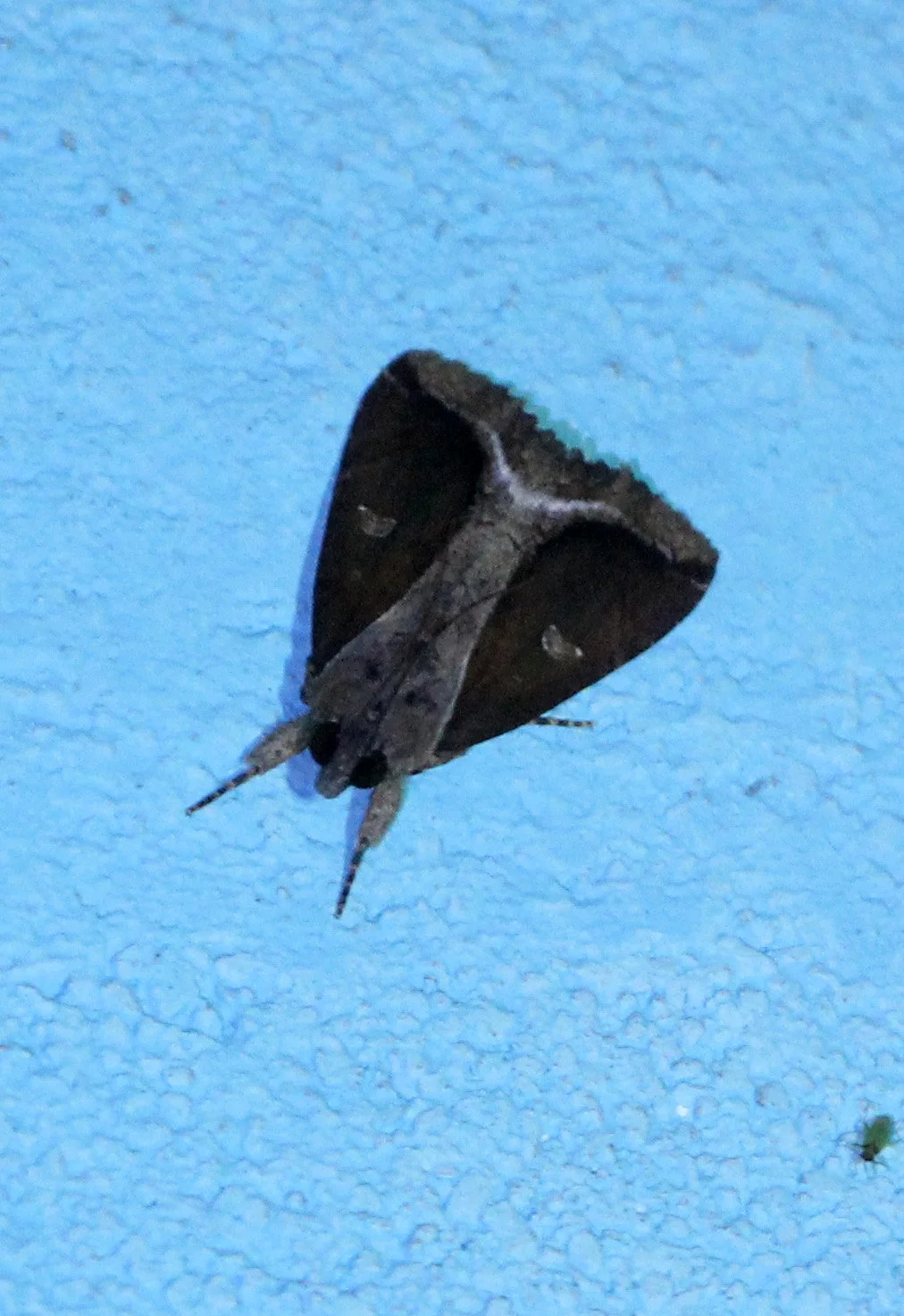 Noctuidae - Ercheia cyllaria - Singharaja India