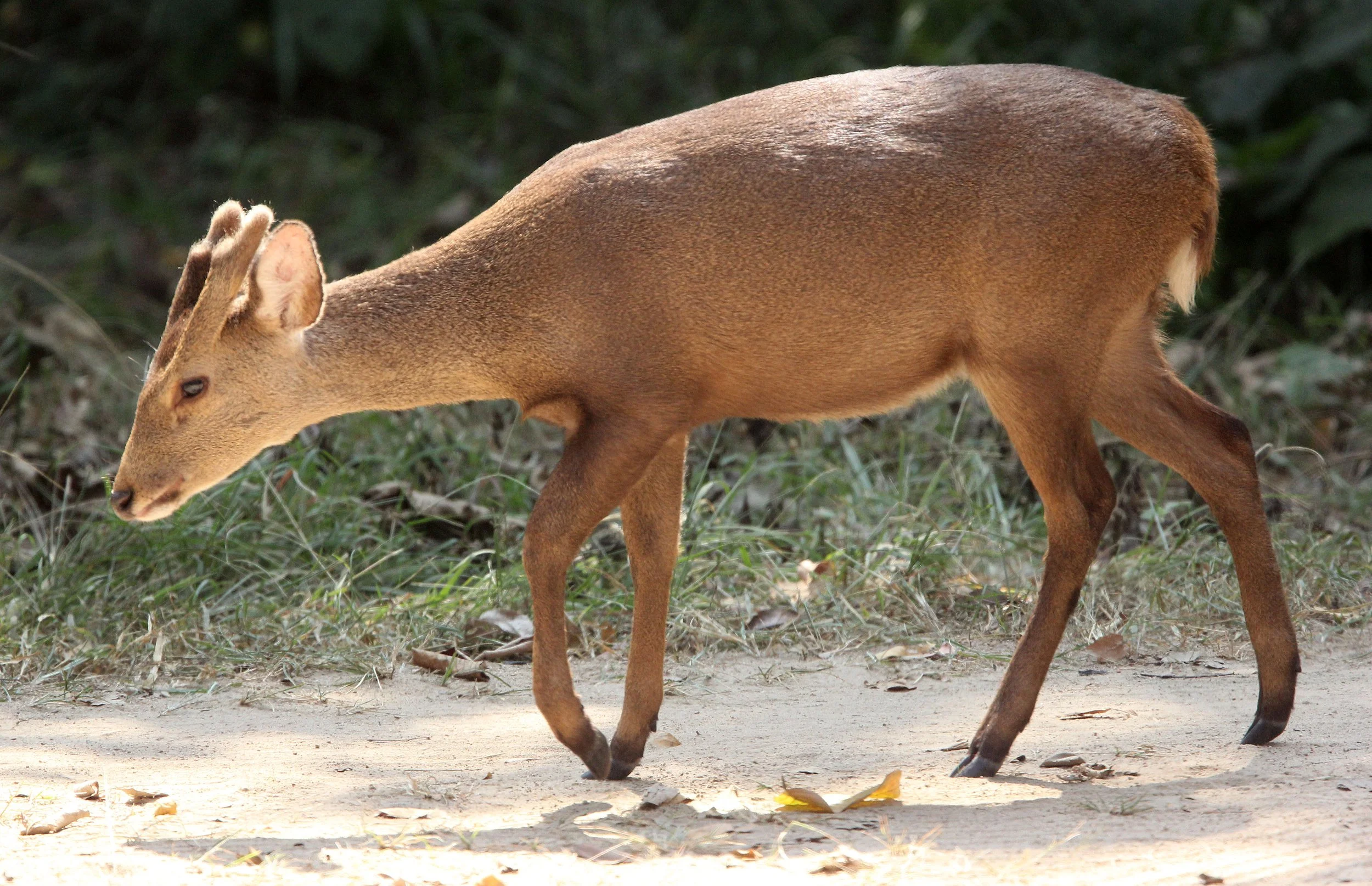 In the Western Forest Complex (WEFCOM) of Thailand, the Red Muntjac (Muntiacus muntjak)—also commonly known as the Barking Deer—is a vital and widely distributed herbivore. It serves as a primary prey species for the region's top carnivores, includin