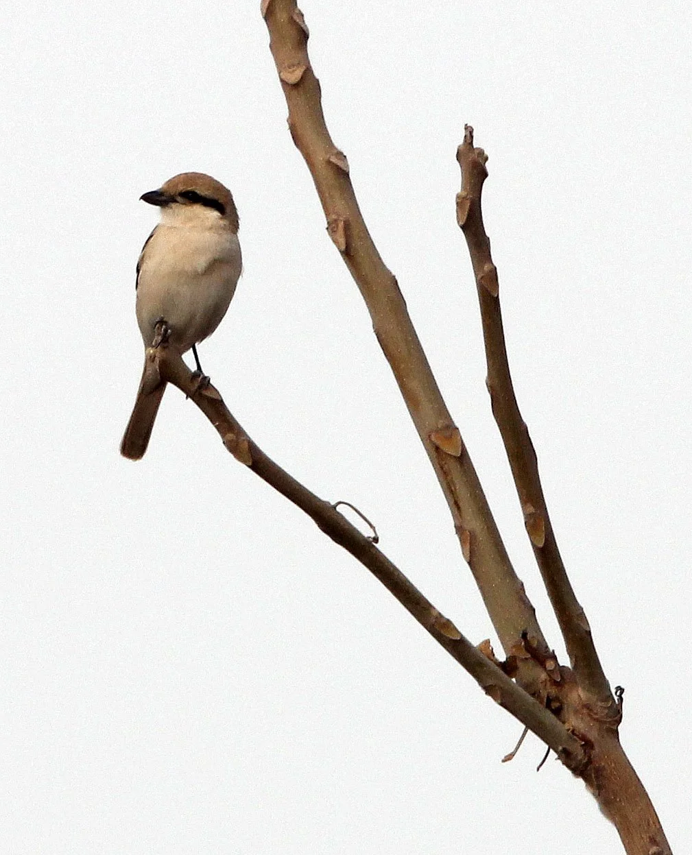 Red-tailed Shrike (Lanius phoenicuroides) Turpan Xinjiang China (1).JPG