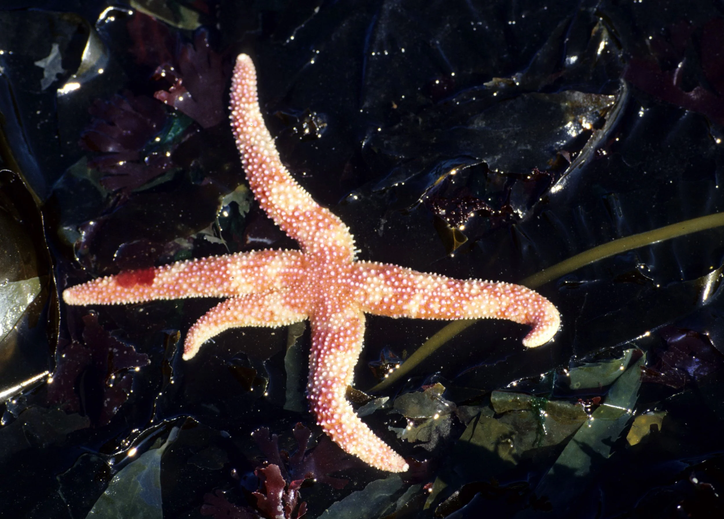 INVERTS - INTERTIDAL - ECHINODERM - SEA STAR - RED AND WHITE STRIPED - LAKE FARMS (4).jpg