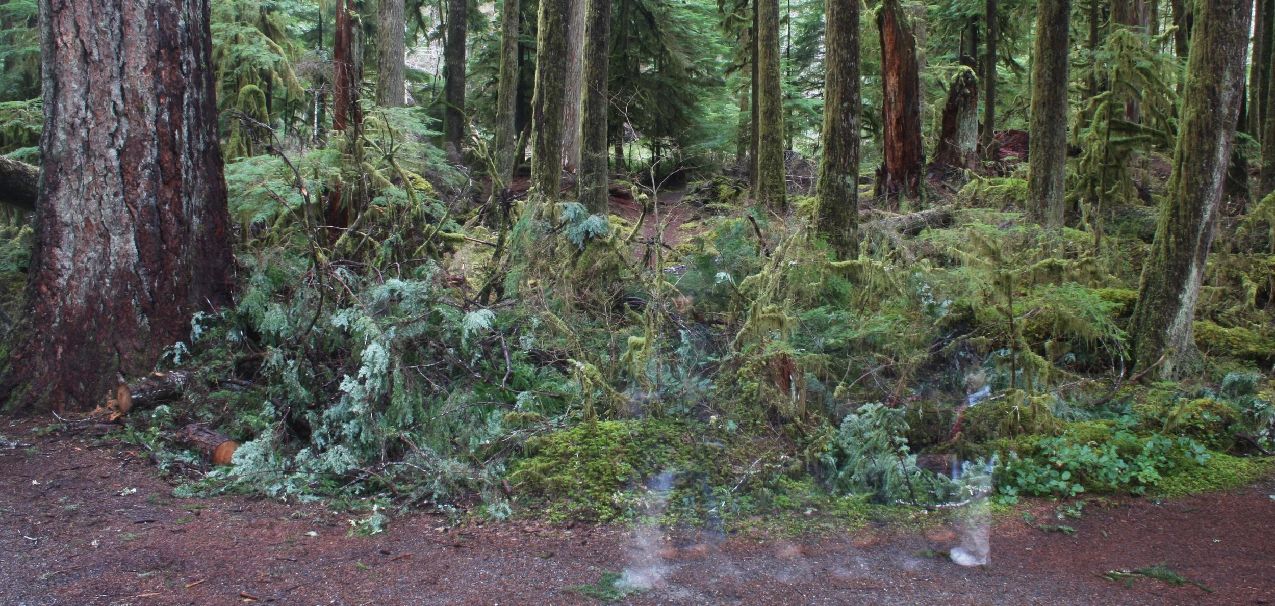 SOL DUC FALLS AND FOREST - ONP WA (9).JPG