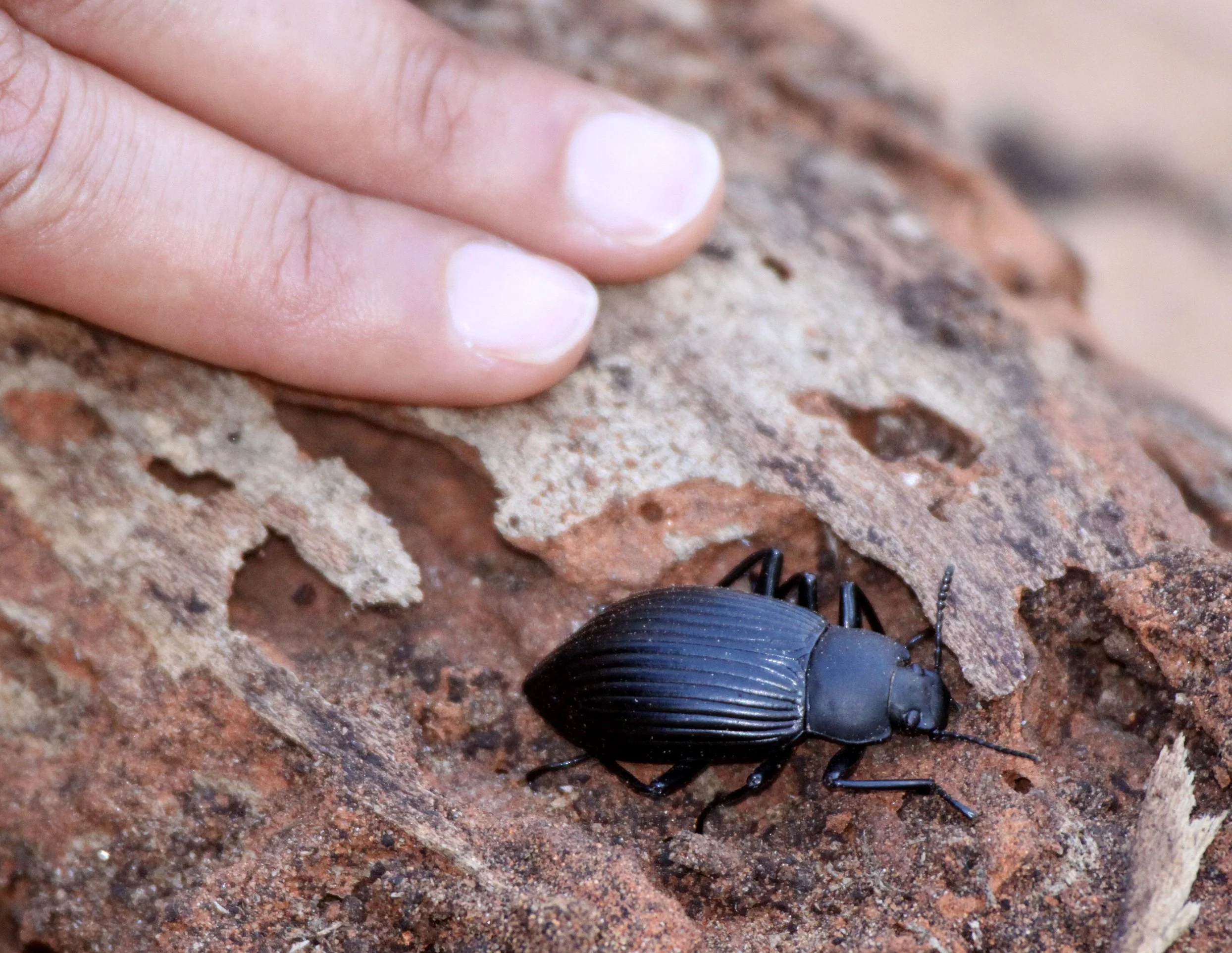 Tenebrionidae - species 10 - Berenty Reserve, Madagascar (2).JPG