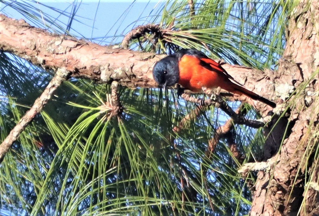 Shortbilled Minivet (Pericrocotus brevirostris) Doi Ang Kang Chiang