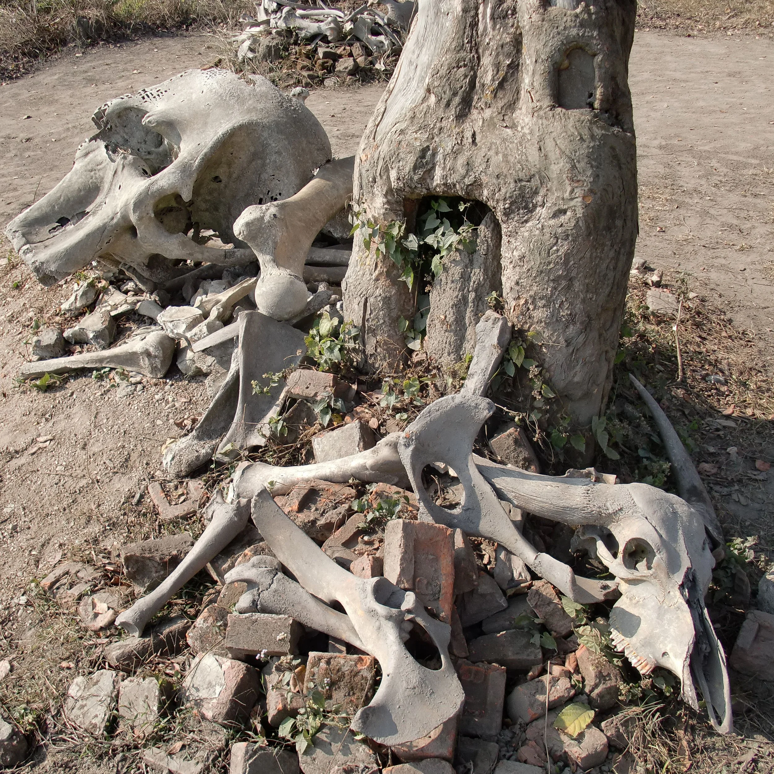 ASSAM - KAZIRANGA NATIONAL PARK INDIA (1).JPG