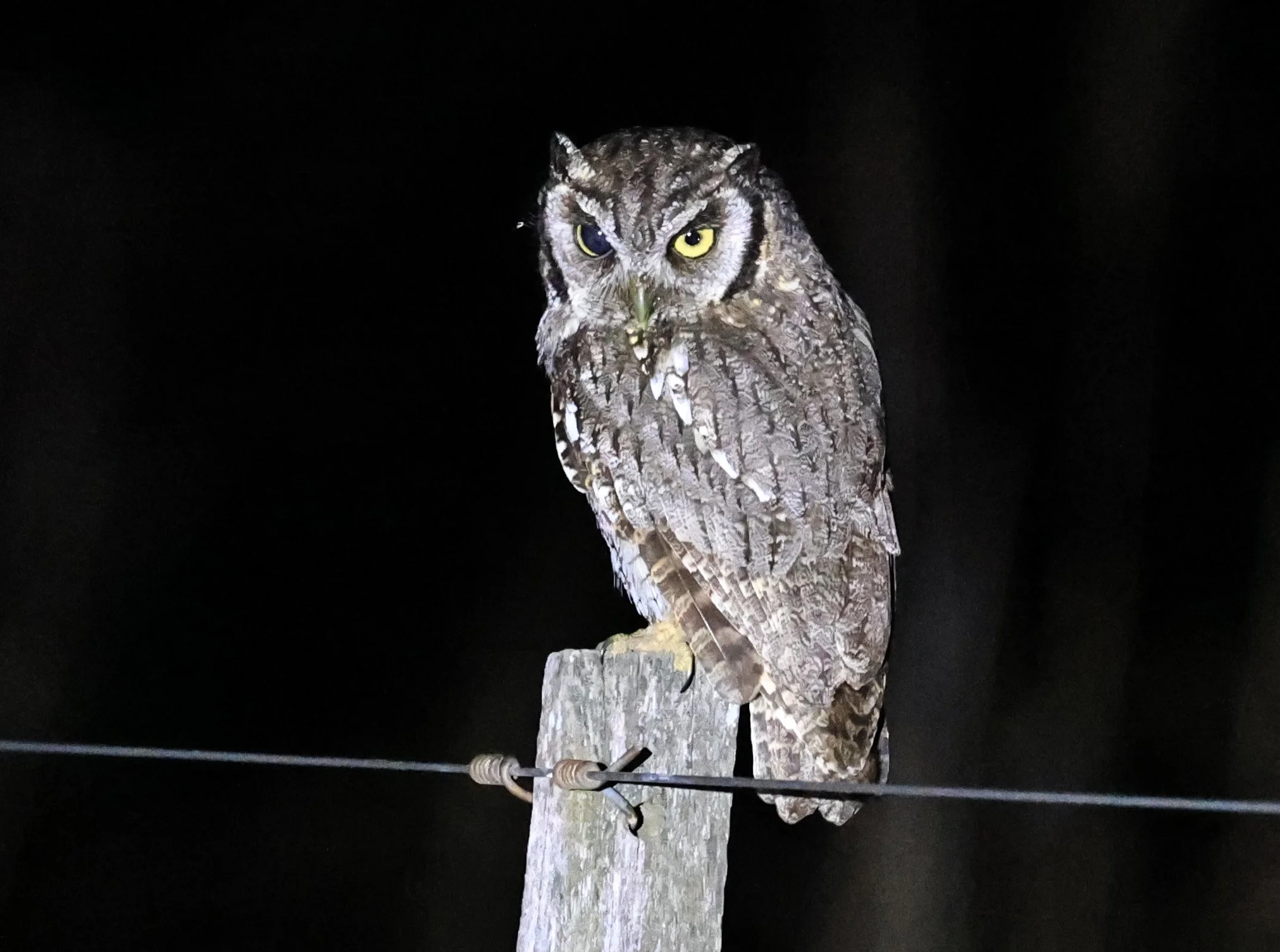 Tropical Screech-Owl (Megascops choliba) Hotel Campestre Iparoma Paraguay (10).jpg