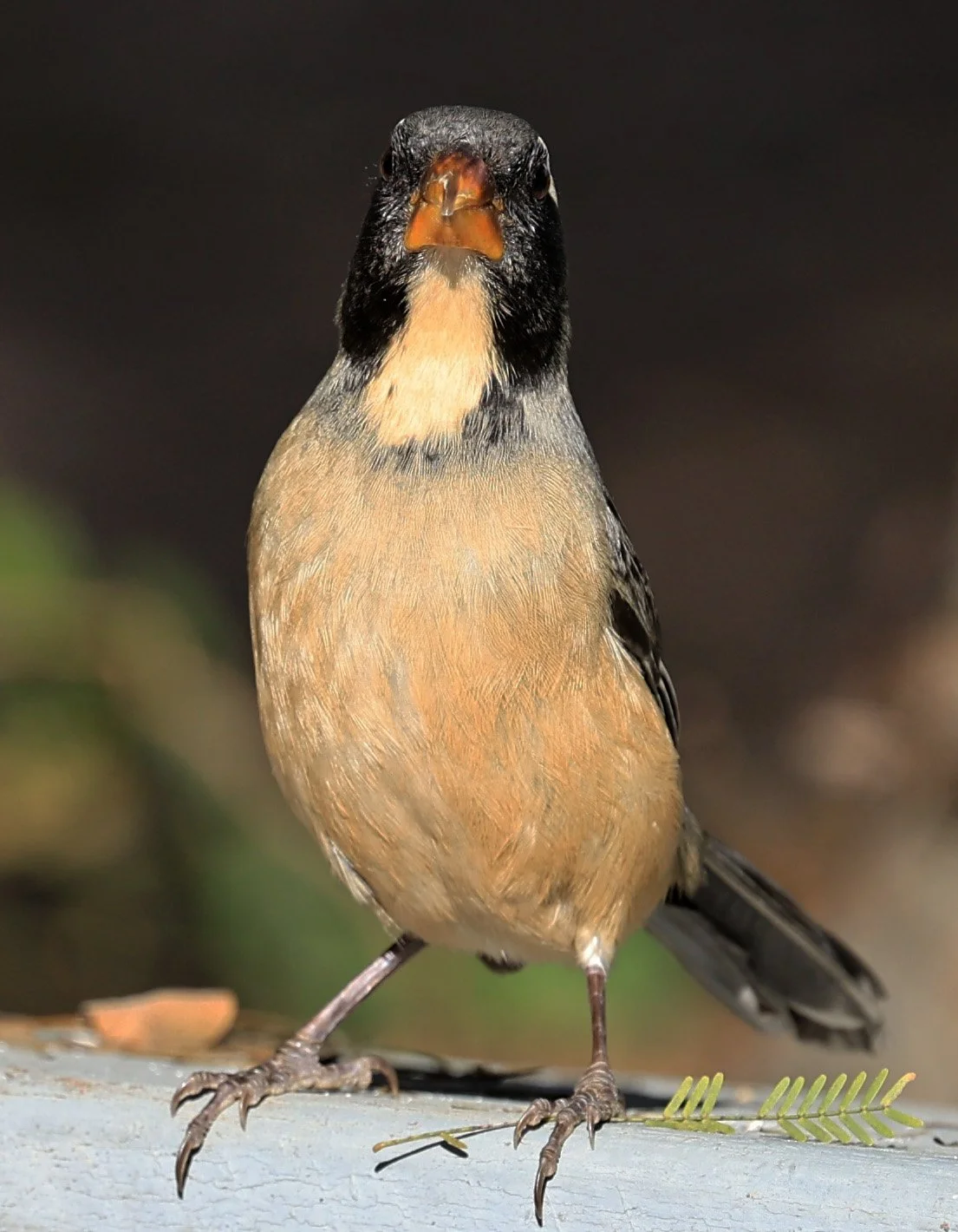 Golden-billed Saltator (Saltator aurantiirostris) Aurora Chaquena Reserve, Neuland Mennonite Colony Paraguay (41).jpg