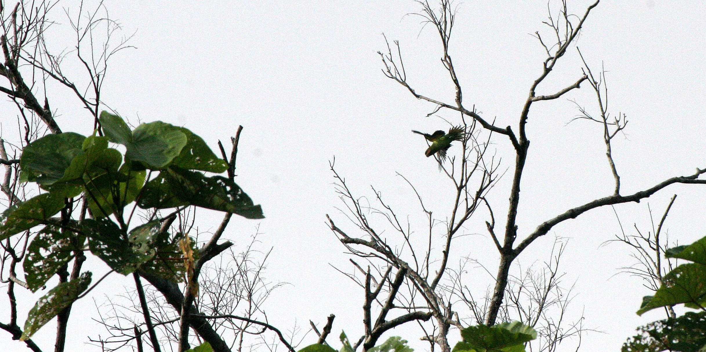 BIRD - PARAKEET - LONG-TAILED PARAKEET - KINABATANGAN RIVER BORNEO.JPG