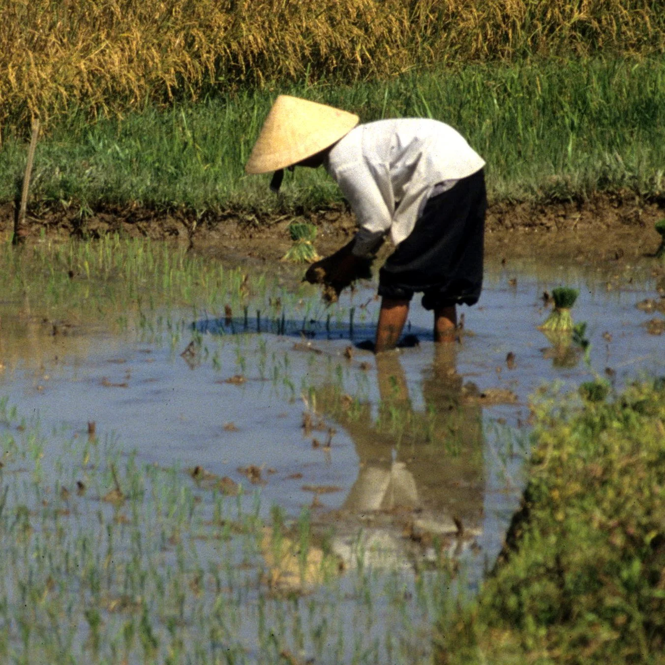 MY LAI - MASSACRE SITE (9).jpg