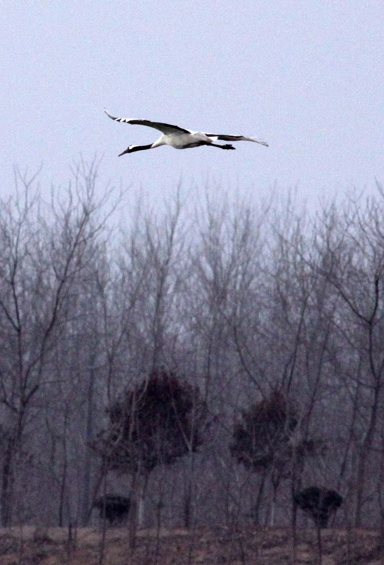 BIRD - CRANE - RED-CROWNED JAPANESE CRANE  - YANCHENG CHINA (71).JPG