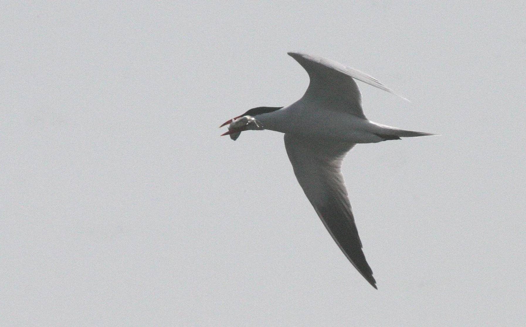 BIRD - TERN - CASPIAN TERN - ELWHA RIVER MOUTH WA (19).JPG