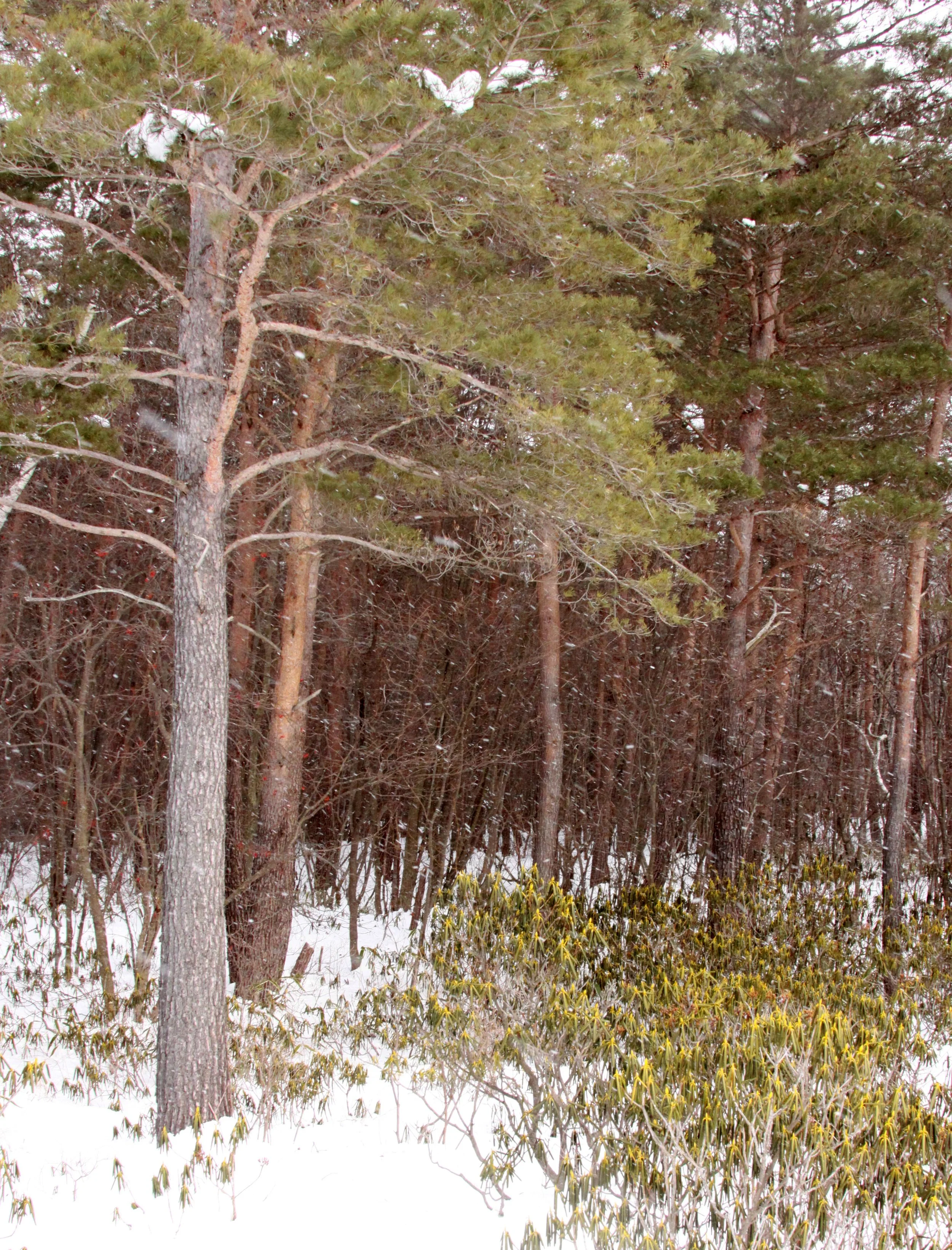 MOUNT ASAMA - JOSHIN'ETSUKOGEN NATIONAL PARK JAPAN (68).JPG