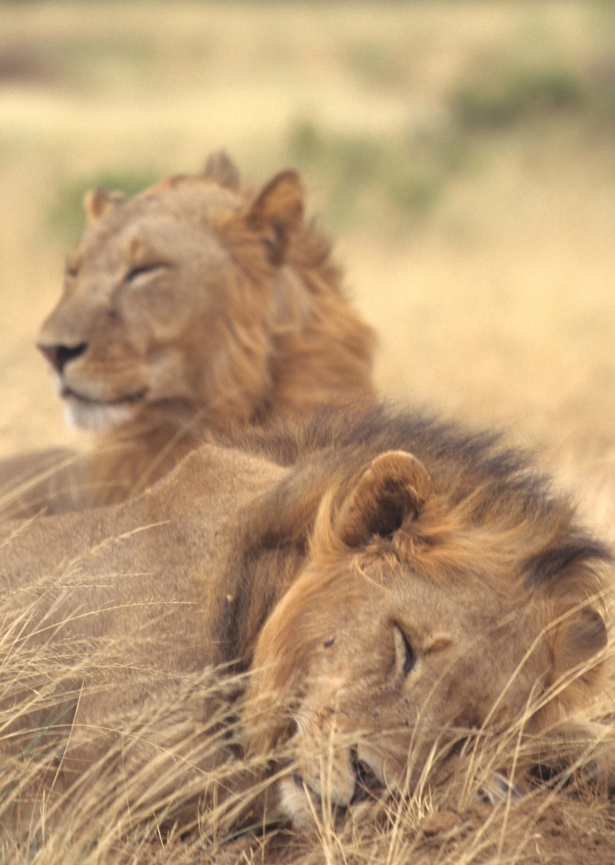 FELID - LION - SHABA (7).jpg