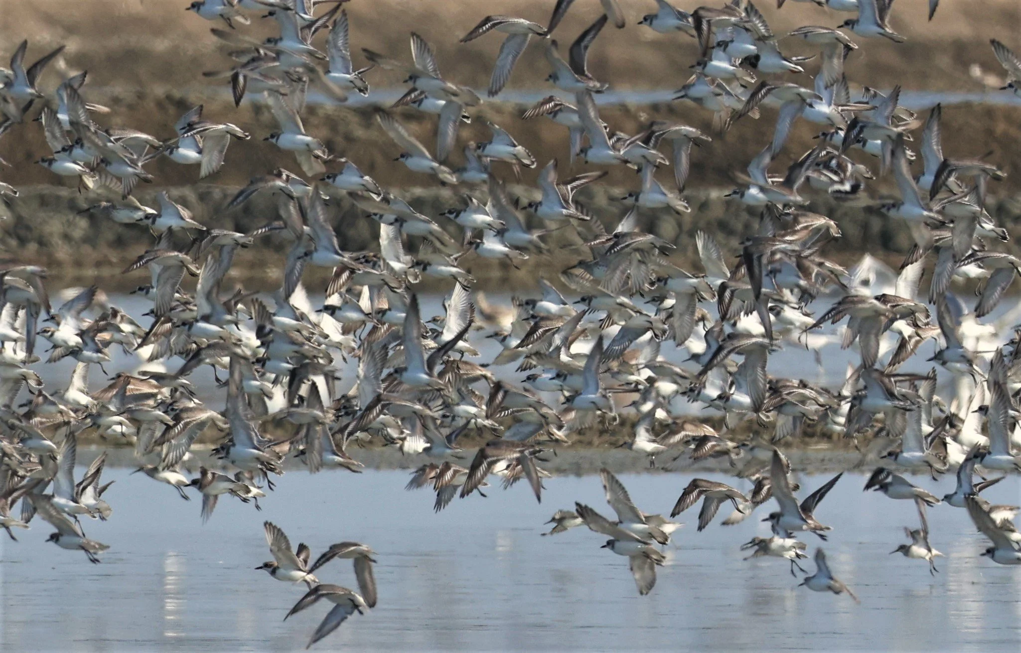 PLOVER - GREATER SAND-PLOVER - Charadrius leschenaultii - LESSER SP, CURLEW, BROADBILL SP PAK THALE OCTOBER 2 (47).jpg