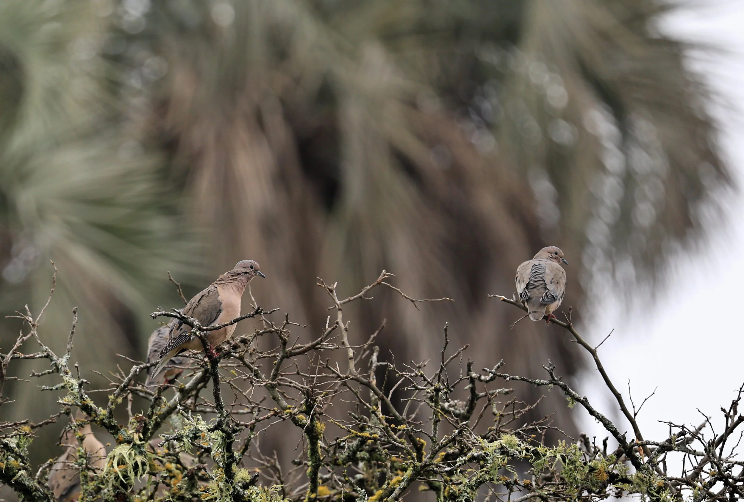 Eared Dove (Zenaida auriculata) El Palmar National Park, Entre Rios, Argentina (4).jpg