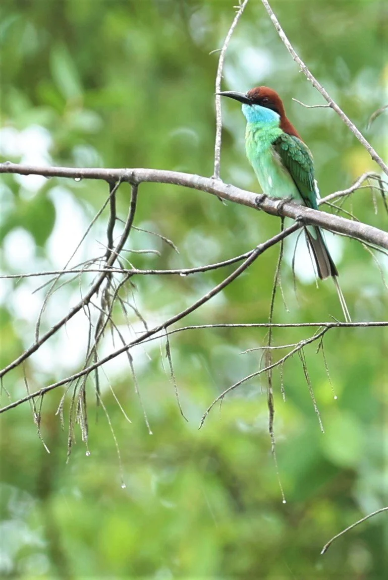 BEE-EATER - BLUE-THROATED BEE-EATER - Merops viridis - PAK PHAYUN DISTRICT, PATTHALUNG APRIL 2022 (11).jpg