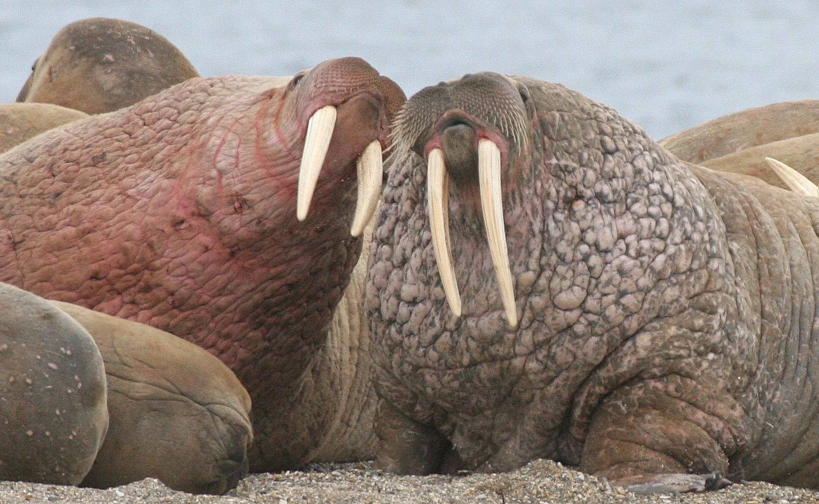 PINNIPED - WALRUS - ATLANTIC WALRUS - SVALBARD (210).jpg