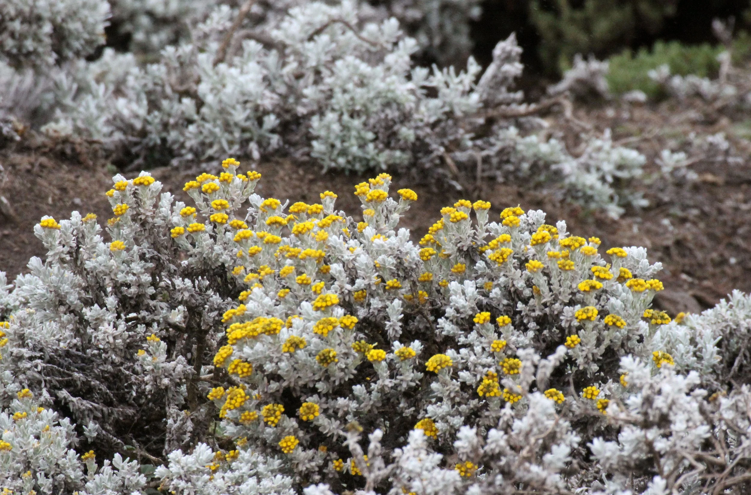 BALE MOUNTAINS NATIONAL PARK ETHIOPIA (58).JPG