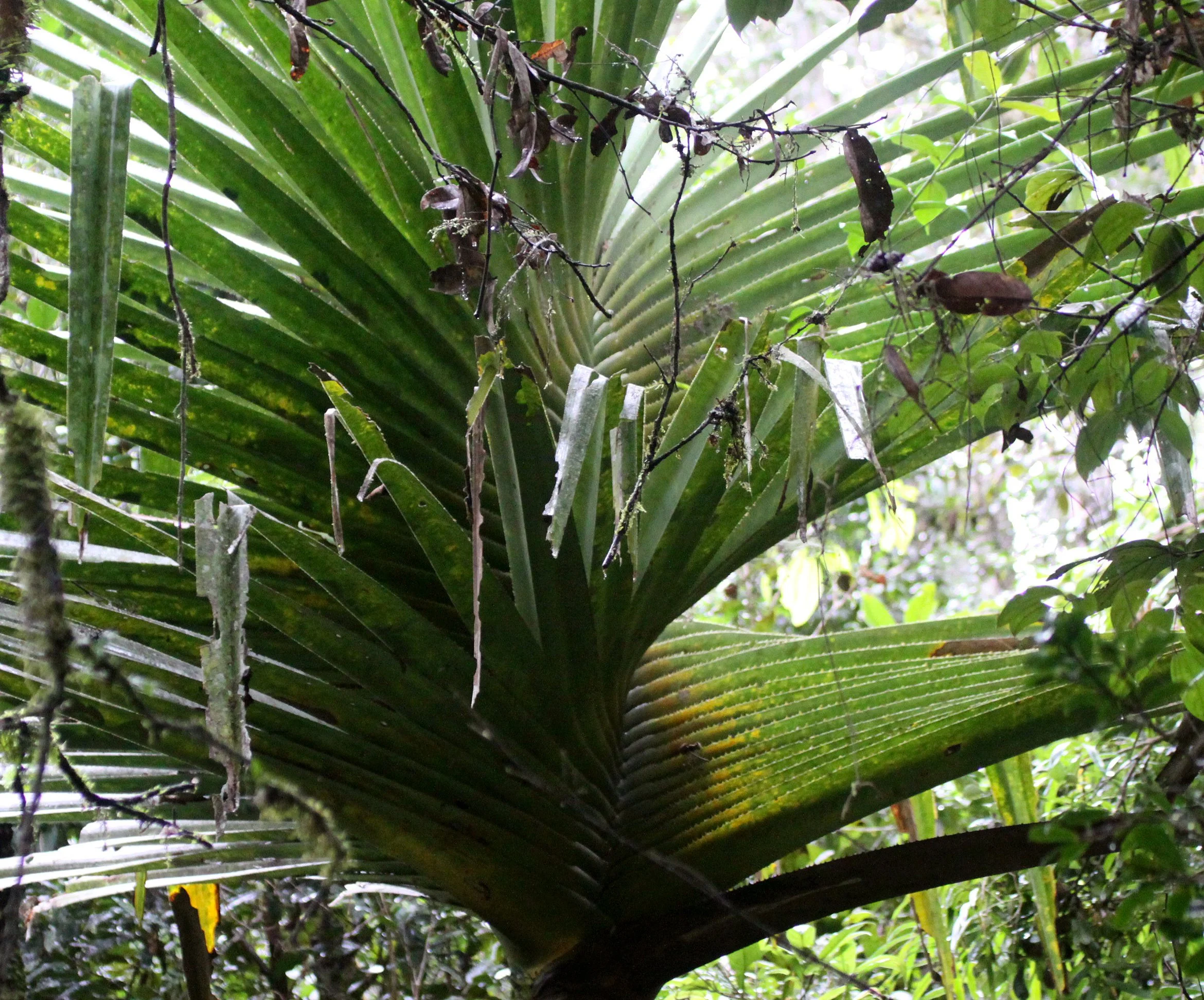 PLANT - PANDANUS SPECIES - ANDISABE NATIONAL PARK MADAGASCAR (3).JPG