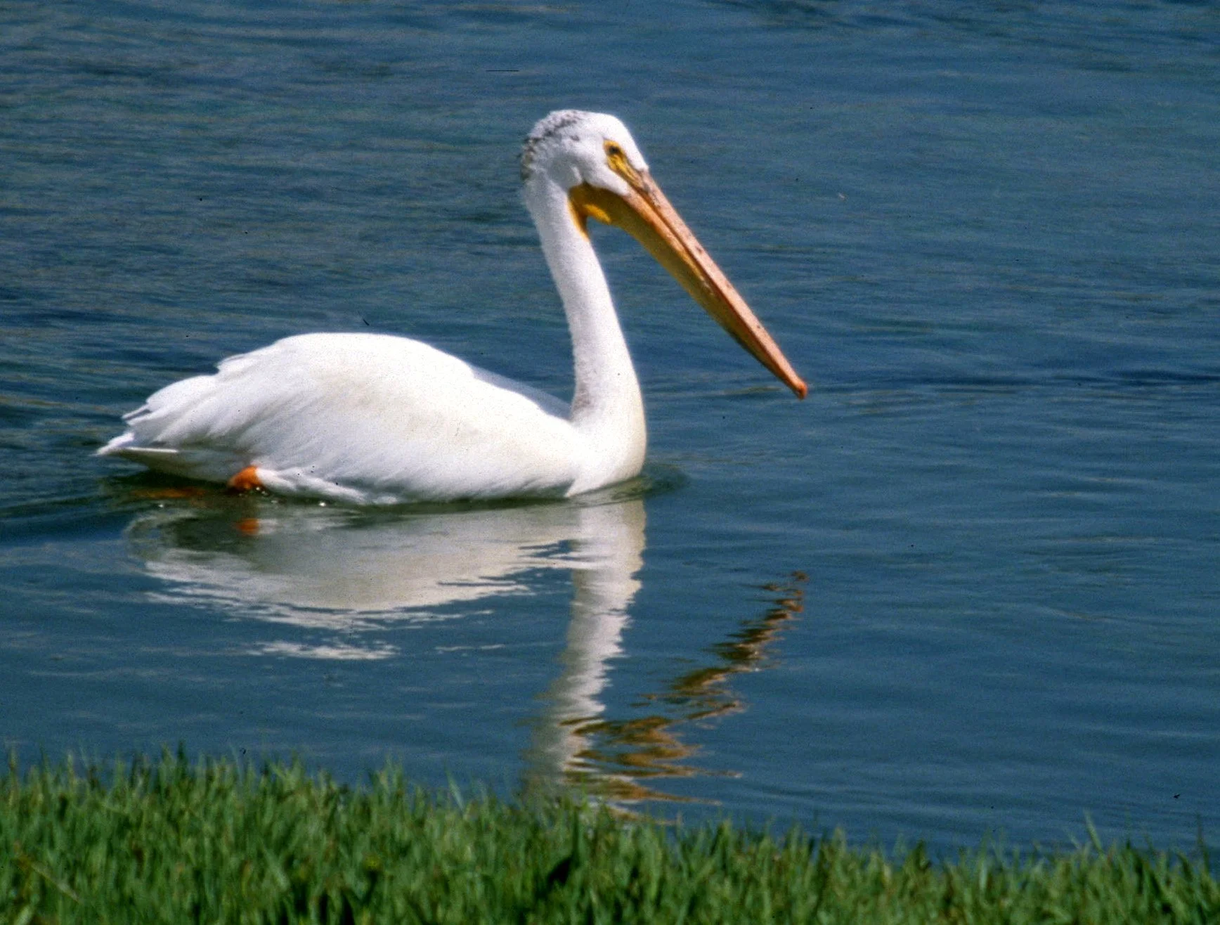 Pelecanus erythrorhynchos - AMERICAN WHITE PELICAN - WYOMING (6).jpg