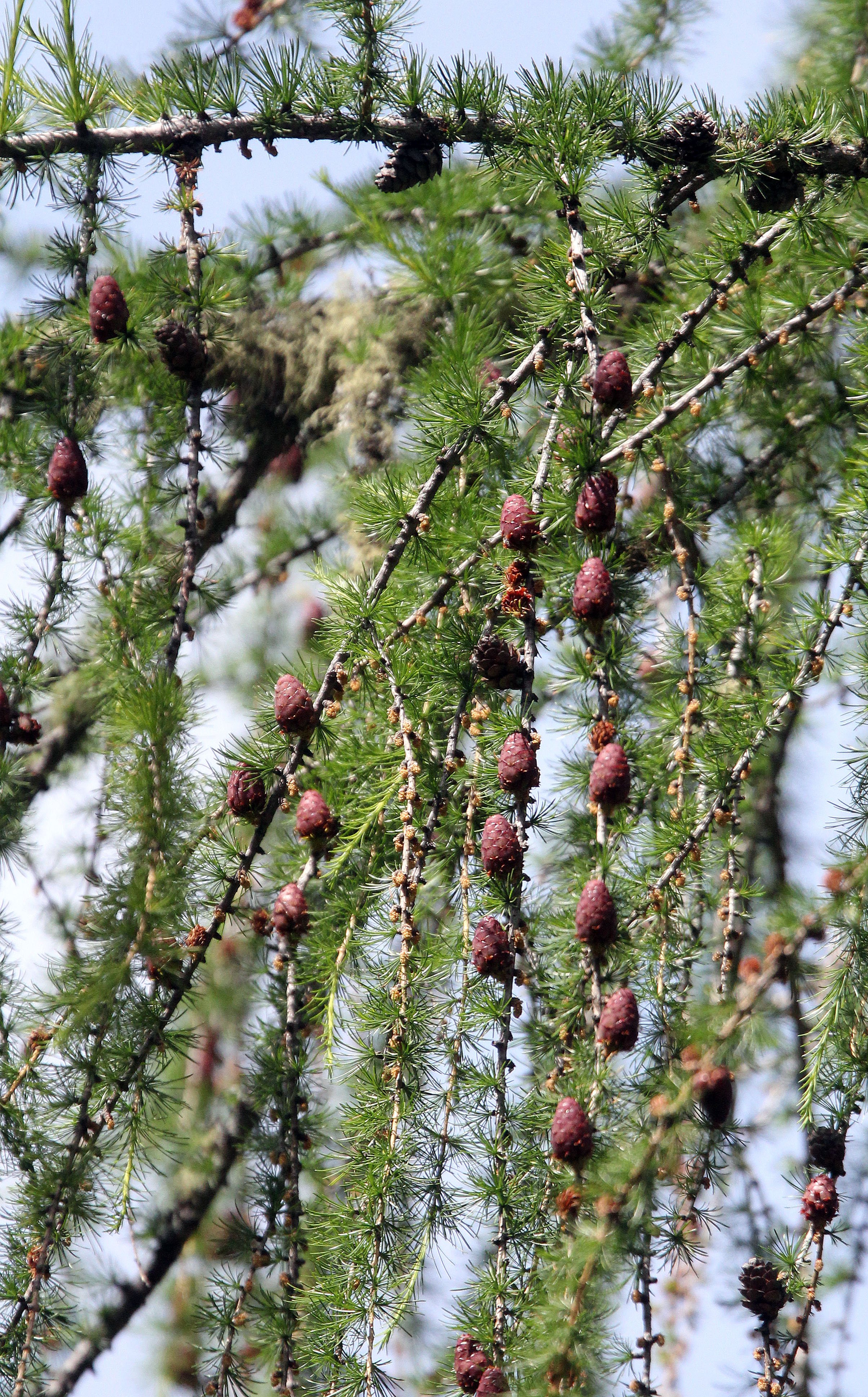 STELVIO NATIONAL PARK ITALY (159).JPG