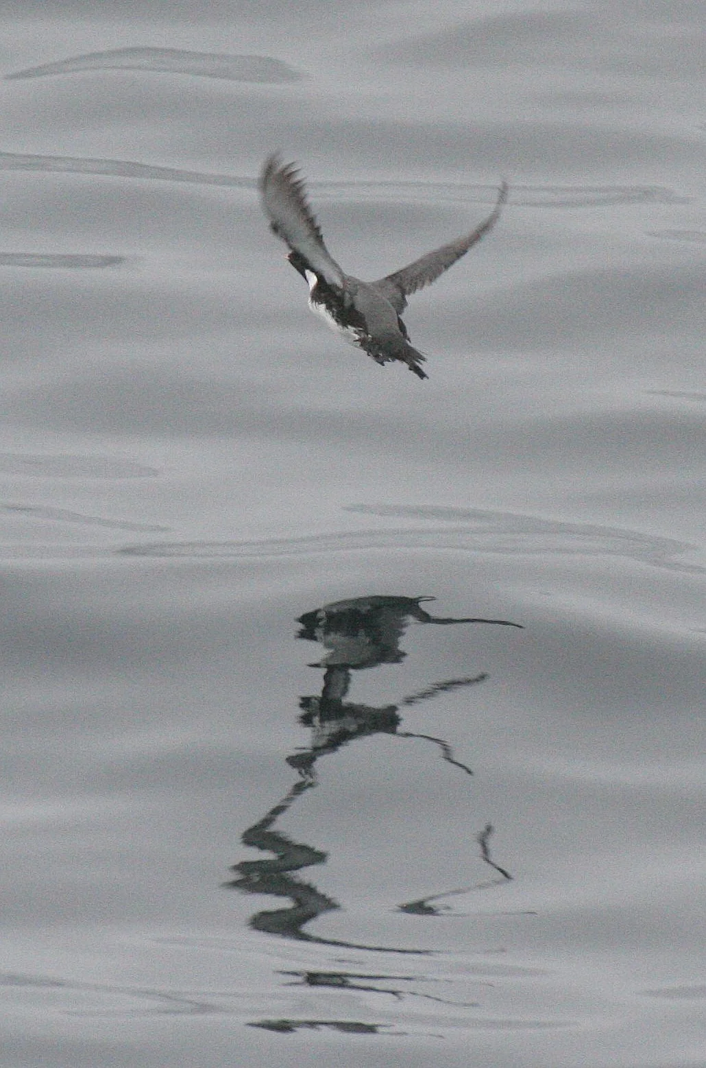 Synthliboramphus antiquus - ANCIENT MURRELET - KURIL ISLANDS RUSSIA (6).jpg