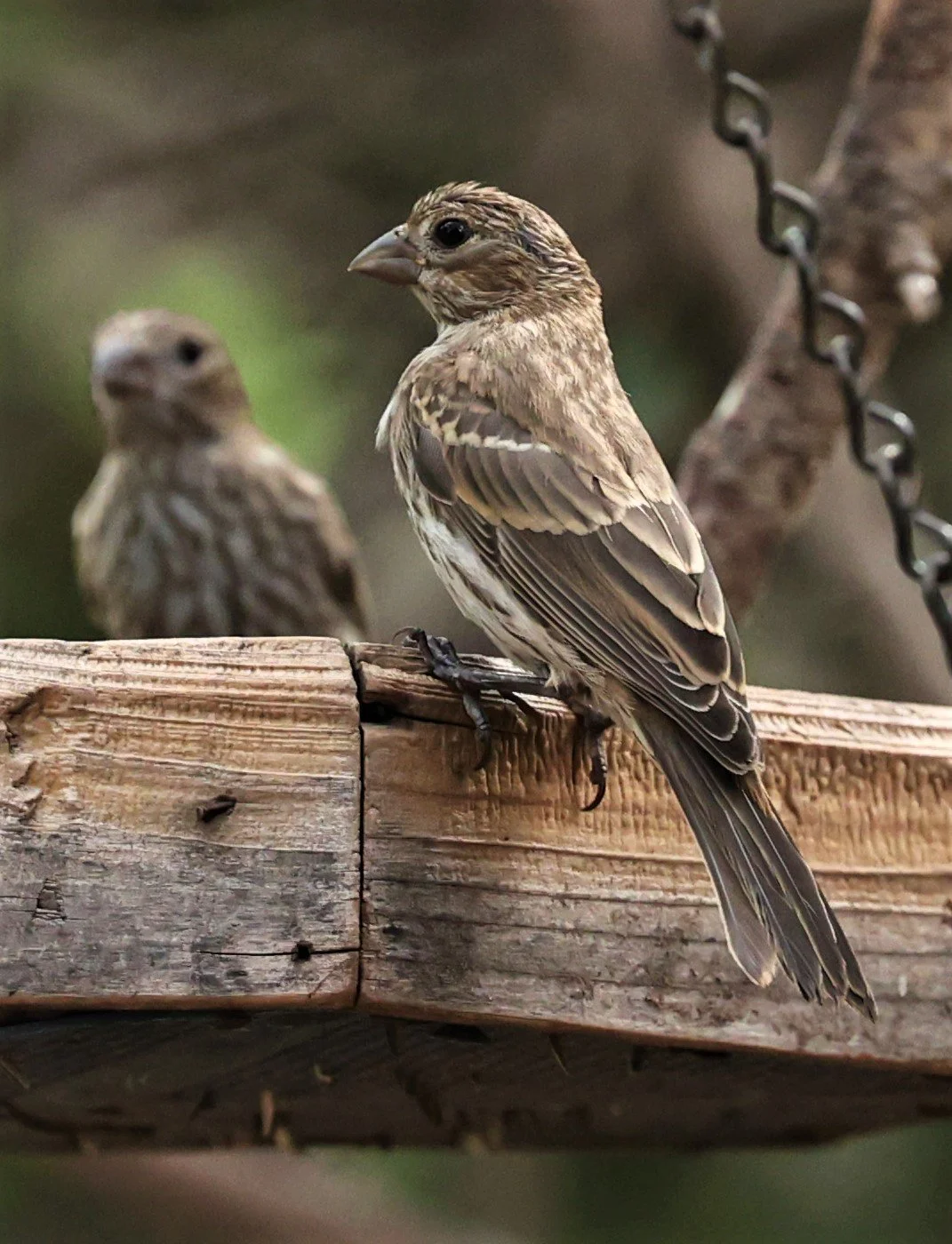 House Finch (Haemorhous mexicanus) Cave Creek Arizona (7).jpg