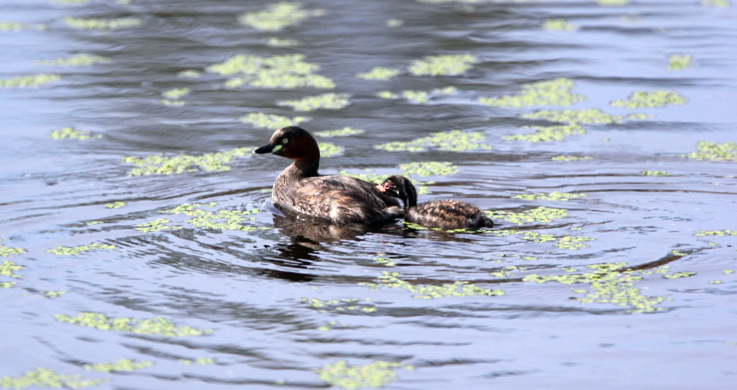 Little Grebe (Tachybaptus ruficollis) Nakhon Si Thammarat Wetlands Thailand (2).JPG