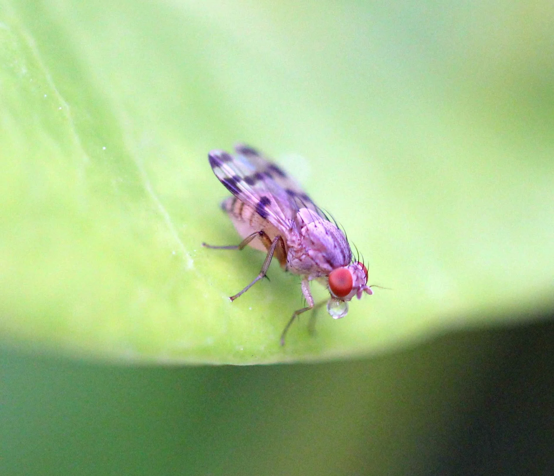 2013 in Nakhonsithammarat and some Krabi with Family (72).JPG