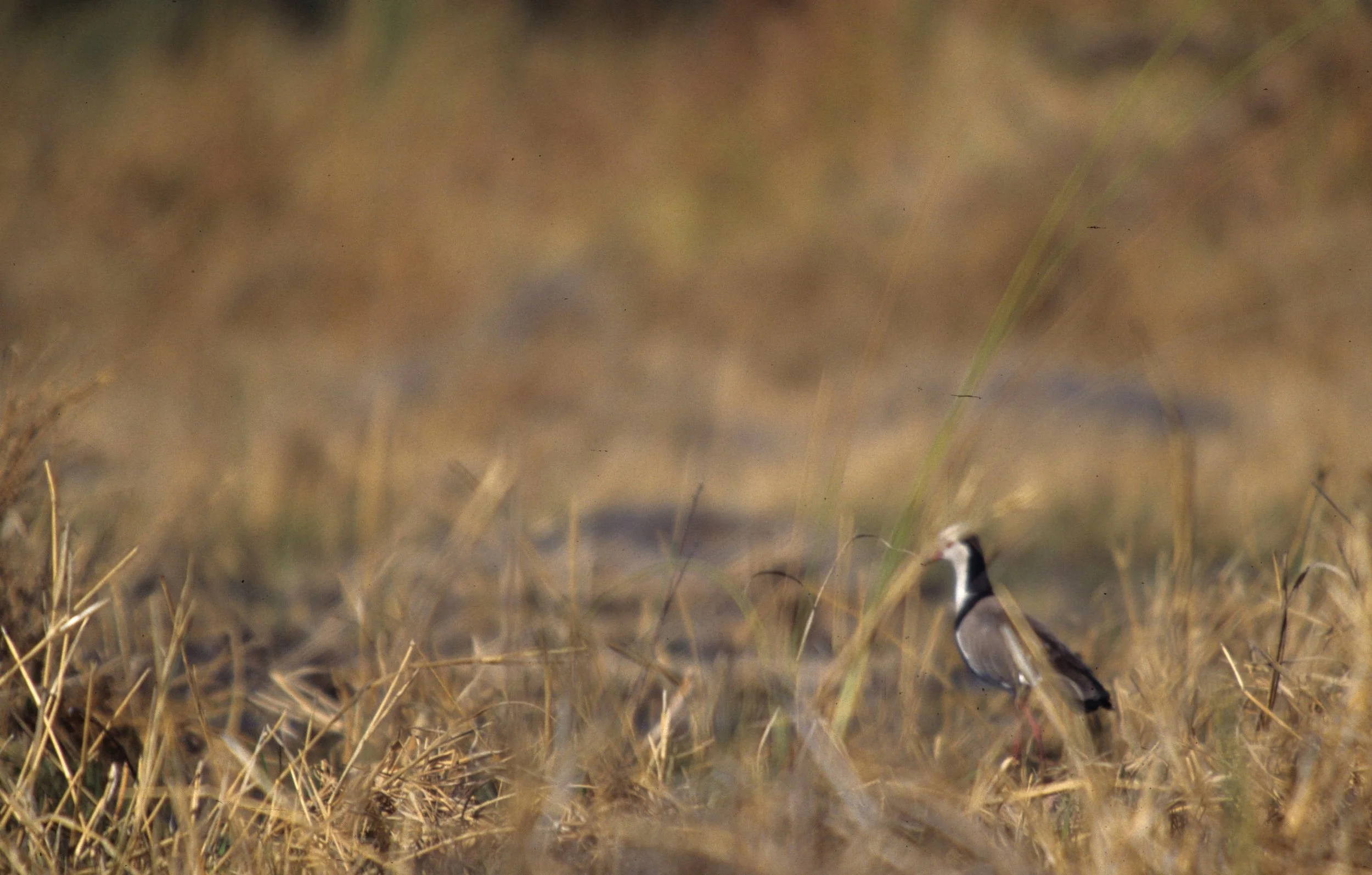 BIRDS - LAPWING - SPURWINGED - SERENGETI A.jpg