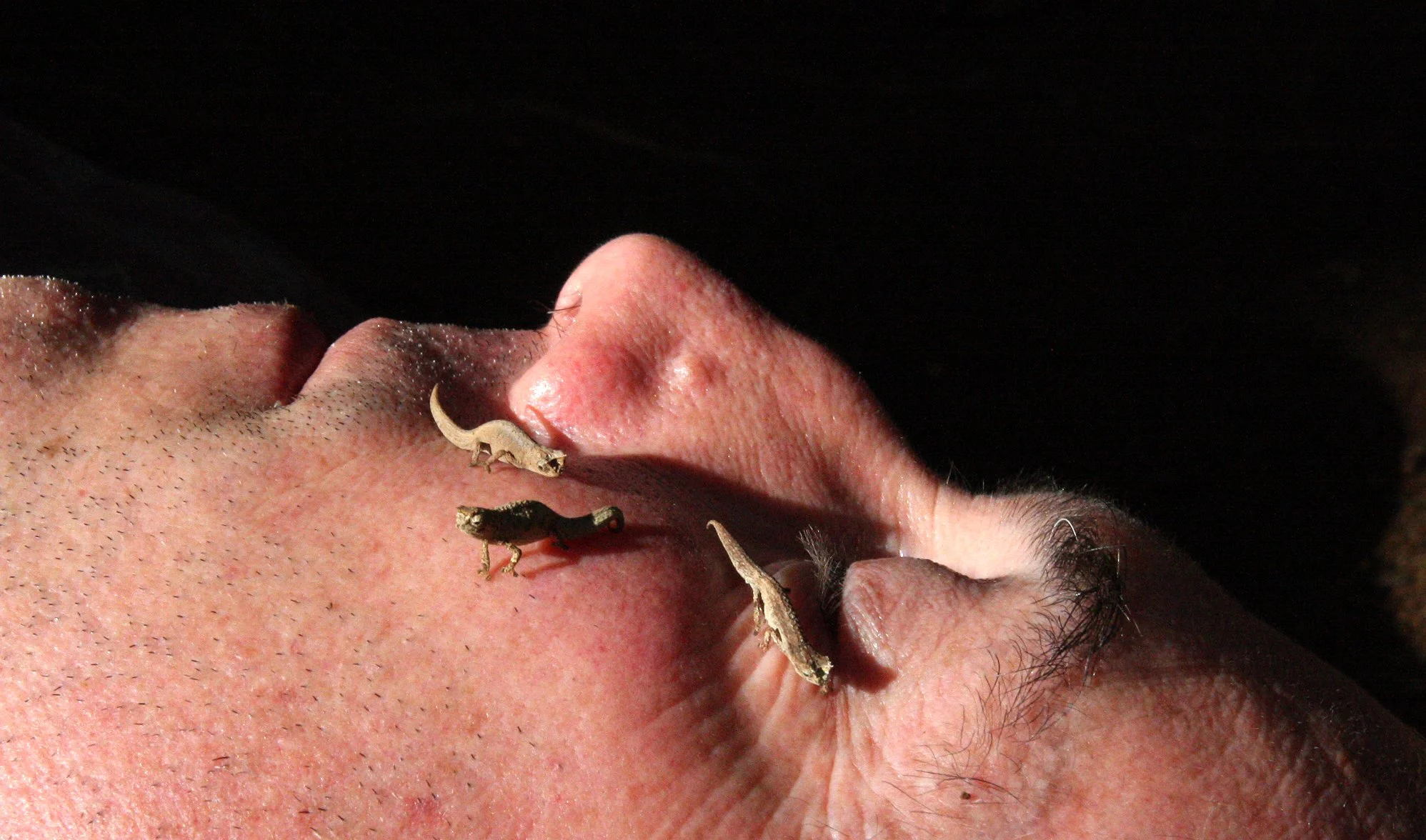 Brookesia tuberculata - MONTAGNE D'AMBRE LEAF CHAMELEON - MONTAGNE D'AMBRE NATIONAL PARK  - WORLD'S SMALLEST SPECIES (29).JPG