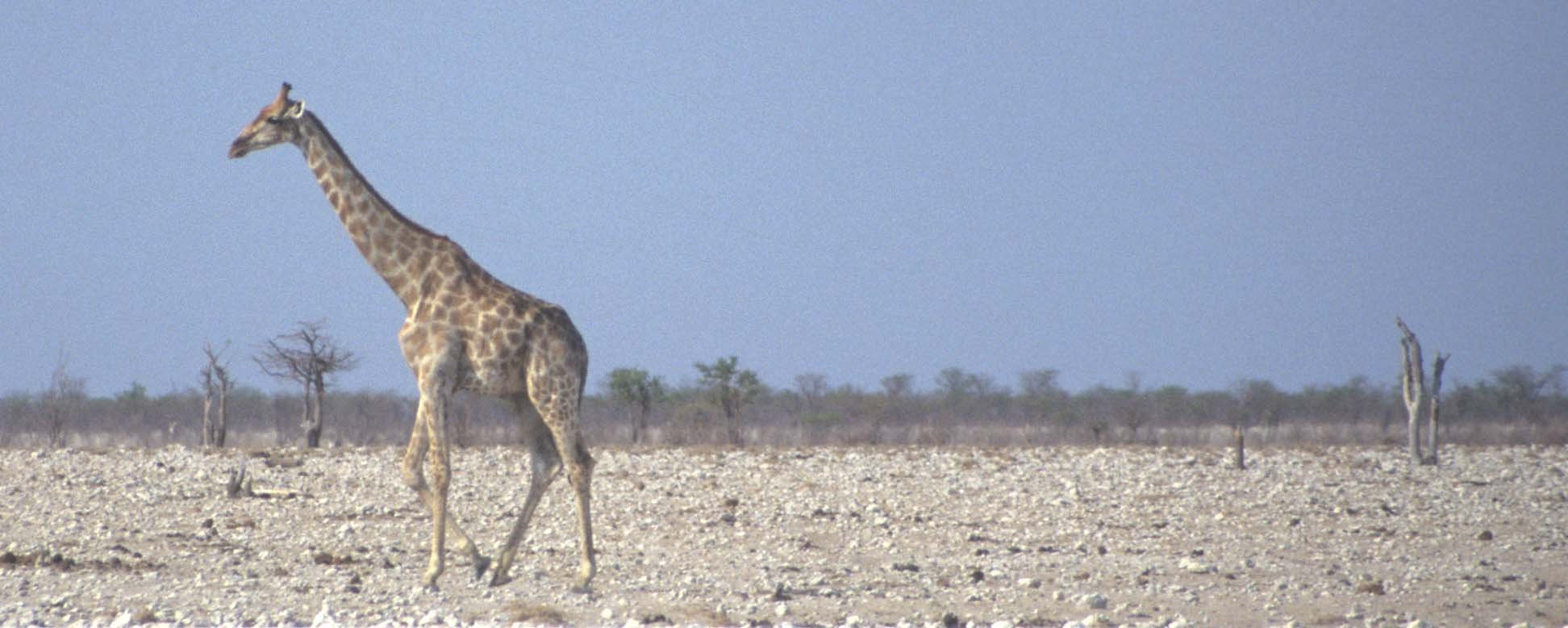 GIRAFFE-SOUTHERN - ETOSHA.jpg