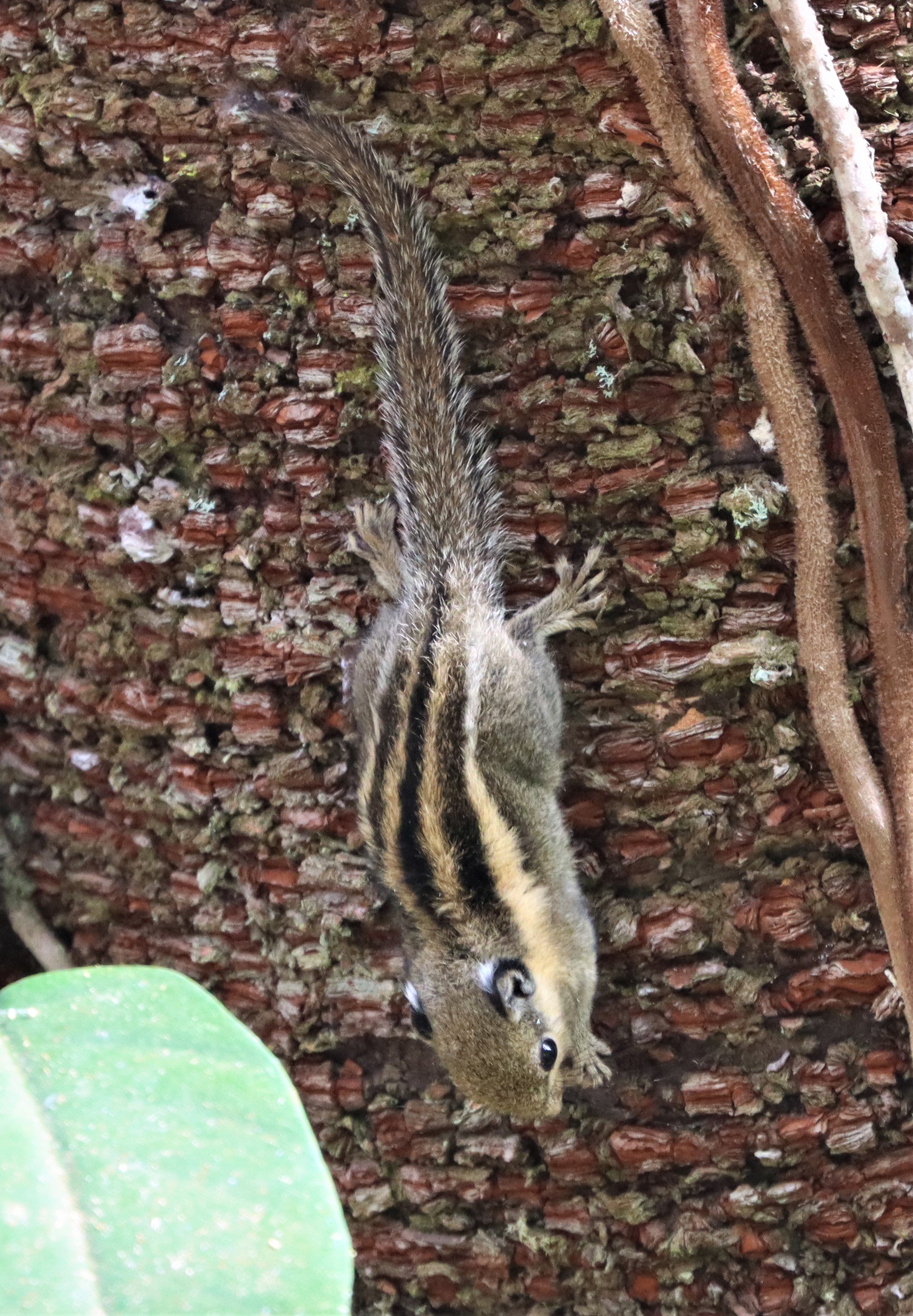 Tamiops mcclellandii - WESTERN OPR HIMALYAN STRIPED SQUIRREL - DOI INTHANON LOWER ELEVATIONS (10).jpg
