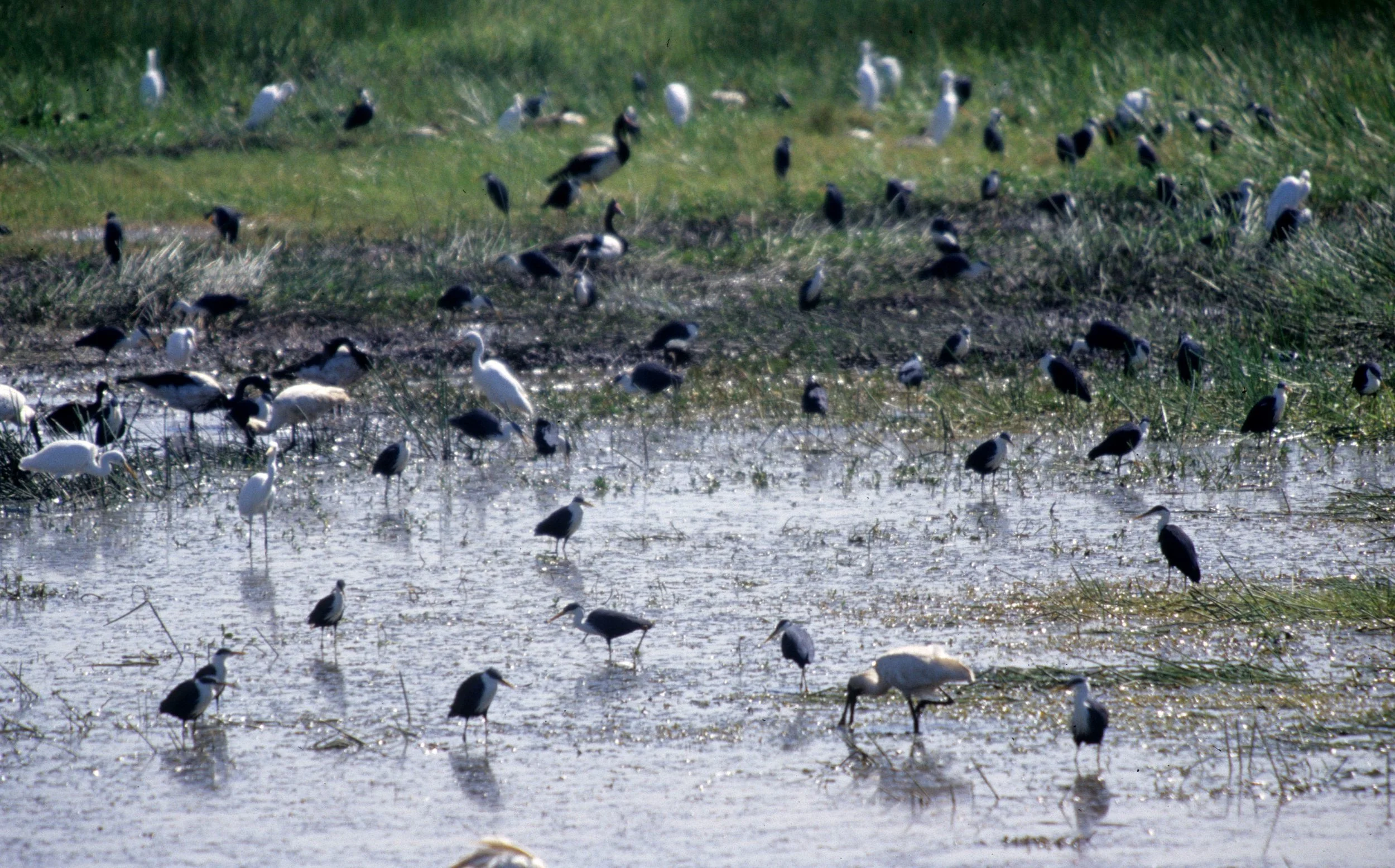 BIRD - HERON - PIED HERON WITH ROYAL SPOONBILLS AND GREAT EGRETS - KAKADU NP AREA.jpg