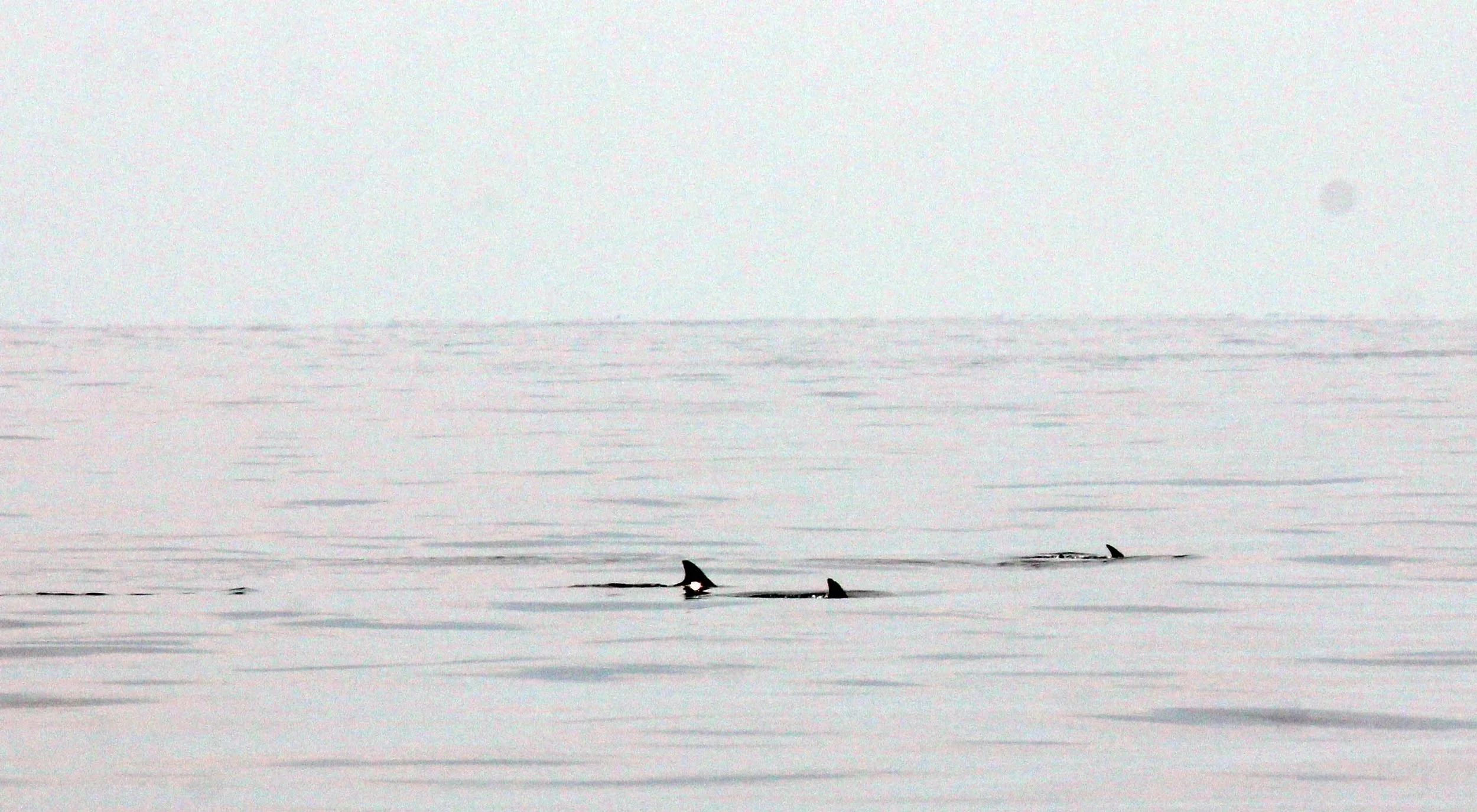 2014 Similans Trip with Family on The Junk (221).JPG