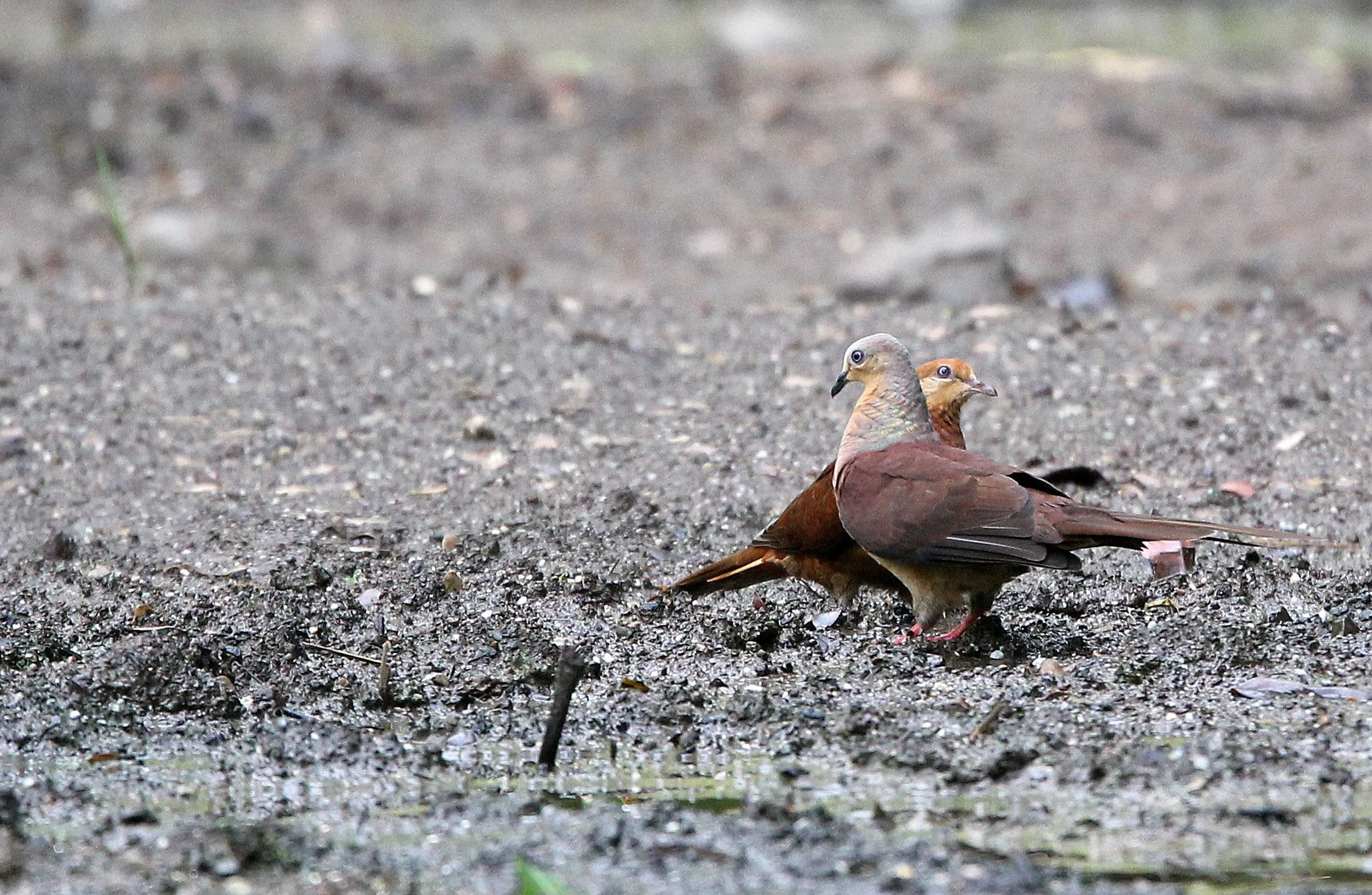 Brown Cuckoo-Dove (Macropygia phasianella) Nantu Nature Reserve Sulawesi Indonesia (3).JPG