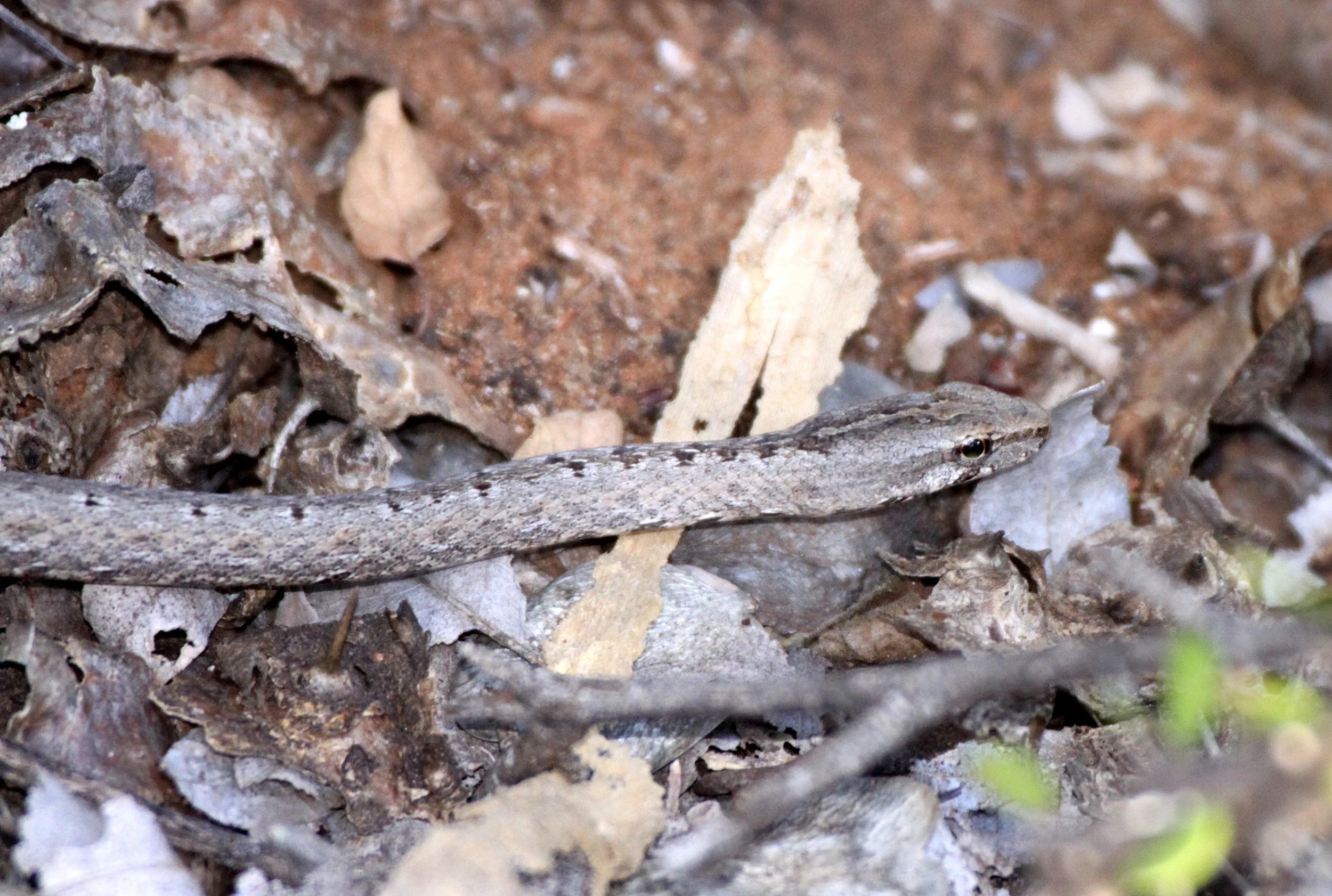 Mimophis mahfalensis - BIG-EYED SNAKE - BERENTY RESERVE MADAGASCAR (5).JPG
