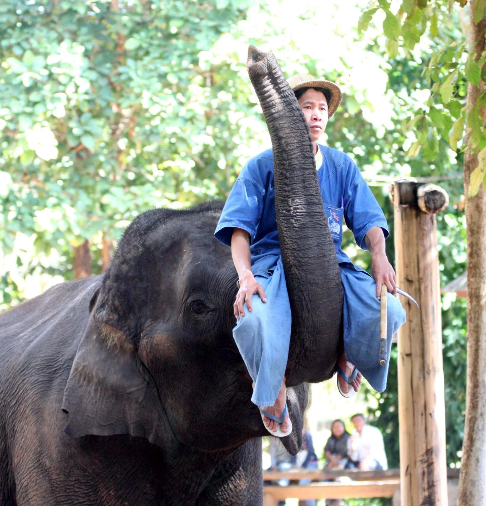2008 Lampang City & Elephant Center (42).JPG