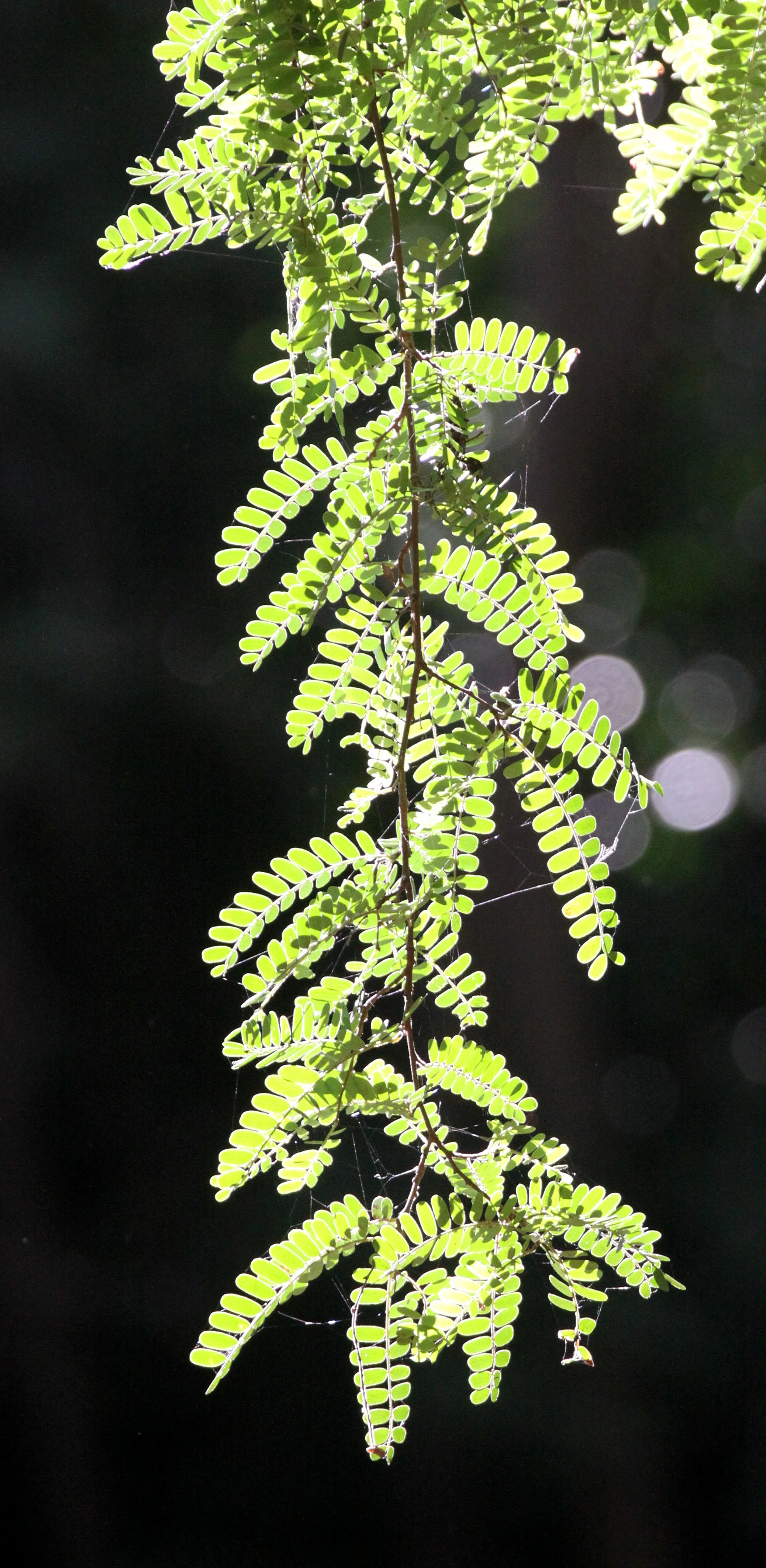 PLANT - TAMARIND SPECIES - BERENTY RESERVE MADAGASCAR.JPG