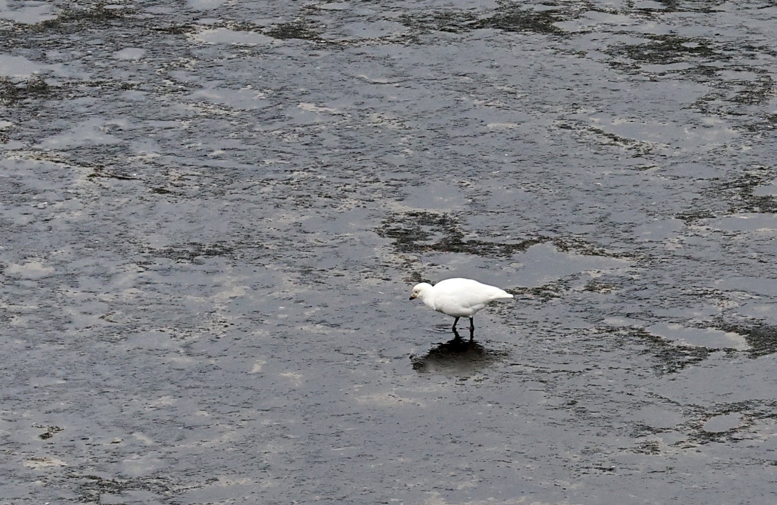 Snowy Sheathbill (Chionis albus) Puerto Pyramides, Valdes Peninsula, Chubut Province, Argentina