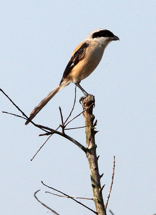 Long-tailed Shrike (Lanius schach) Chongming Island Dongtan Wetlands China (5).JPG