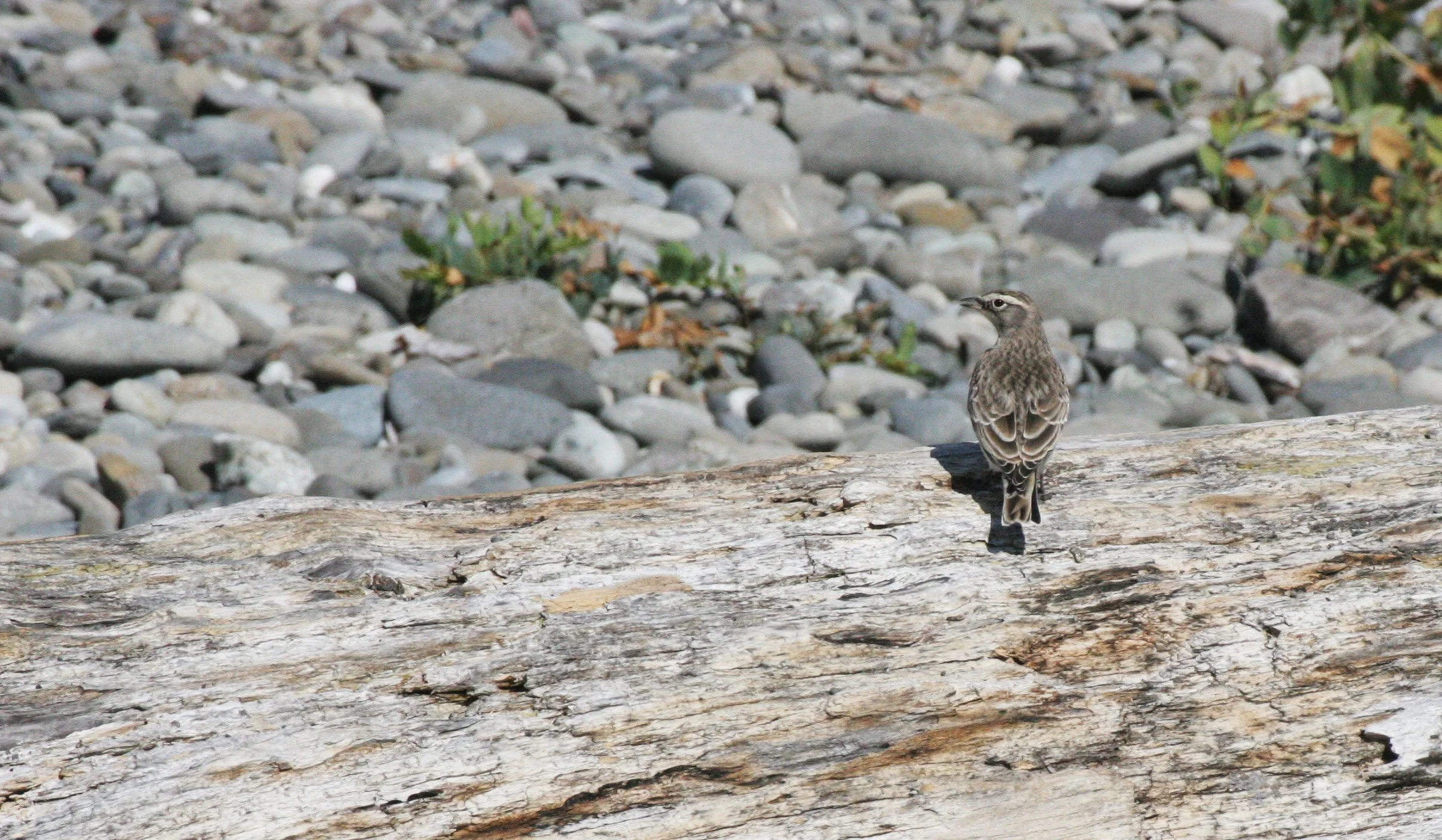 BIRD - PIPIT - AMERICAN PIPIT - ELWHA RIVER MOUTH BEACH (3).JPG