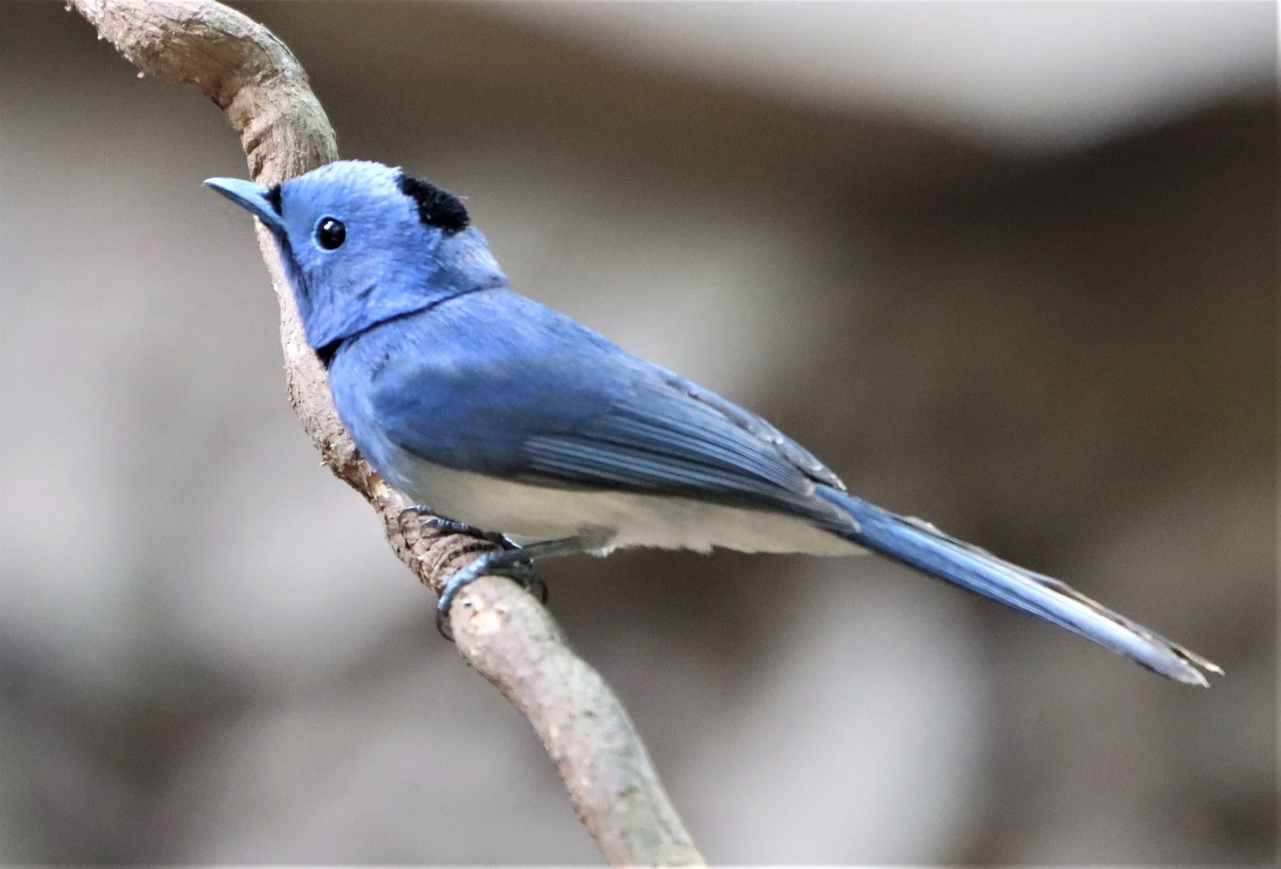 MONARCH - BLACK-NAPED MONARCH - Hypothymis azurea - KAENG KRACHAN 2021 (9).jpg